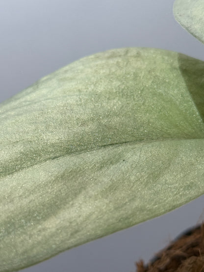 スキンダプサス エリンダ / Scindapsus Erlinda (3)