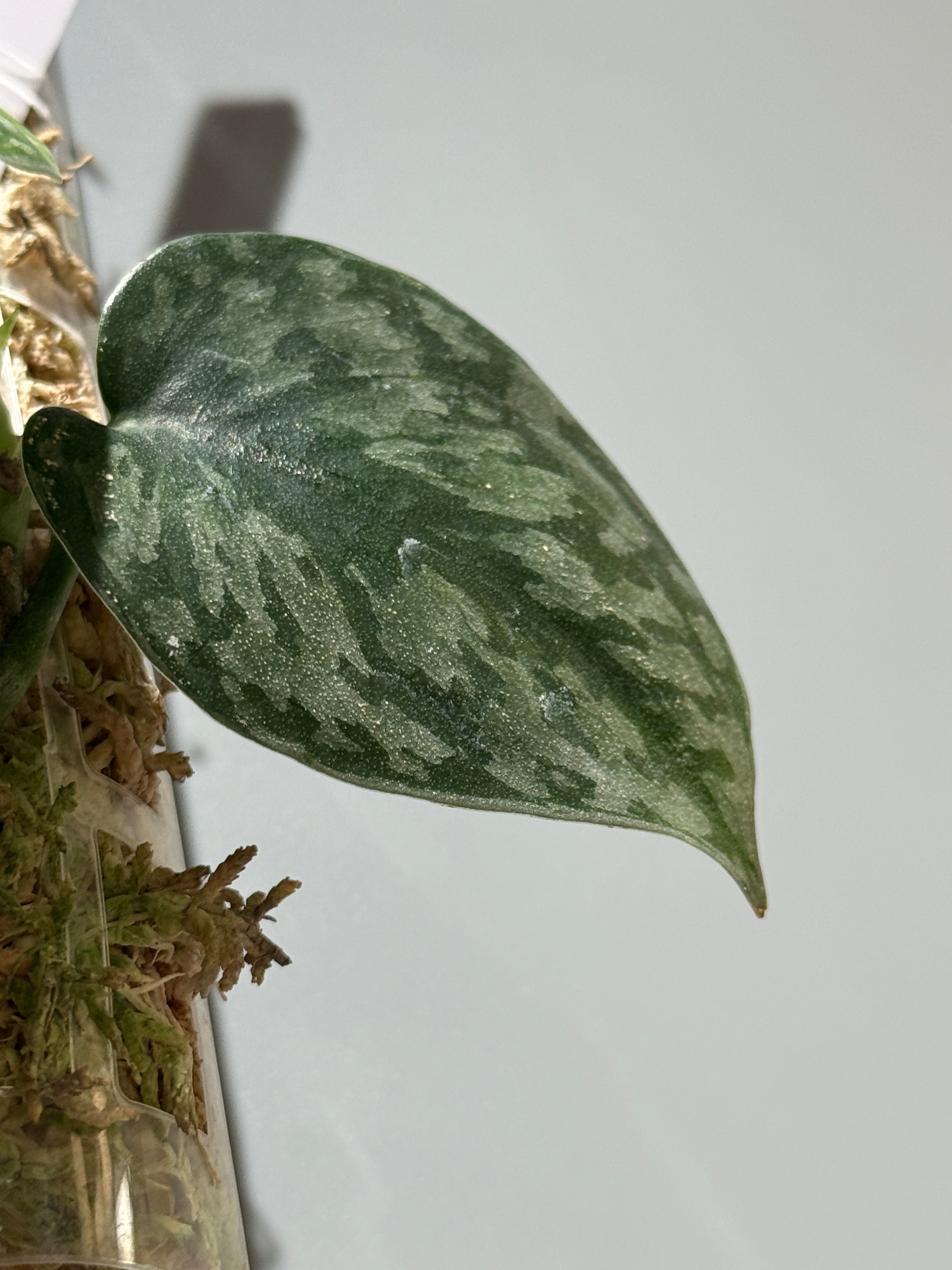 スキンダプサス Spボルネオ / Scindapsus Sp.Borneo (P2) – Nakayama