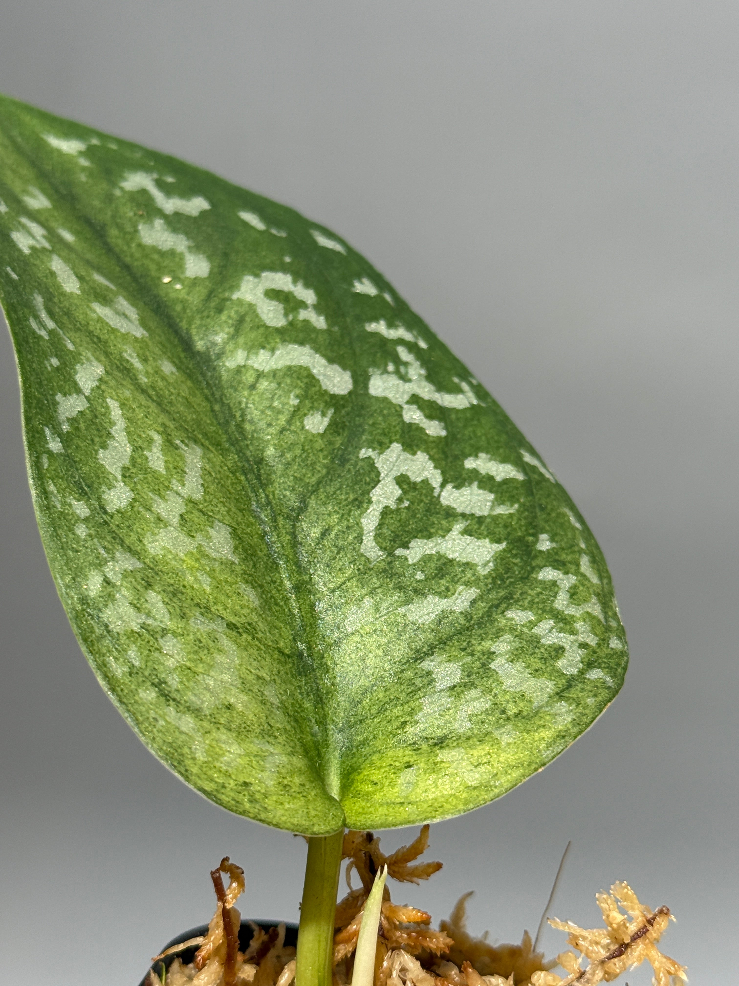 All Plants – Nakayama-Plants