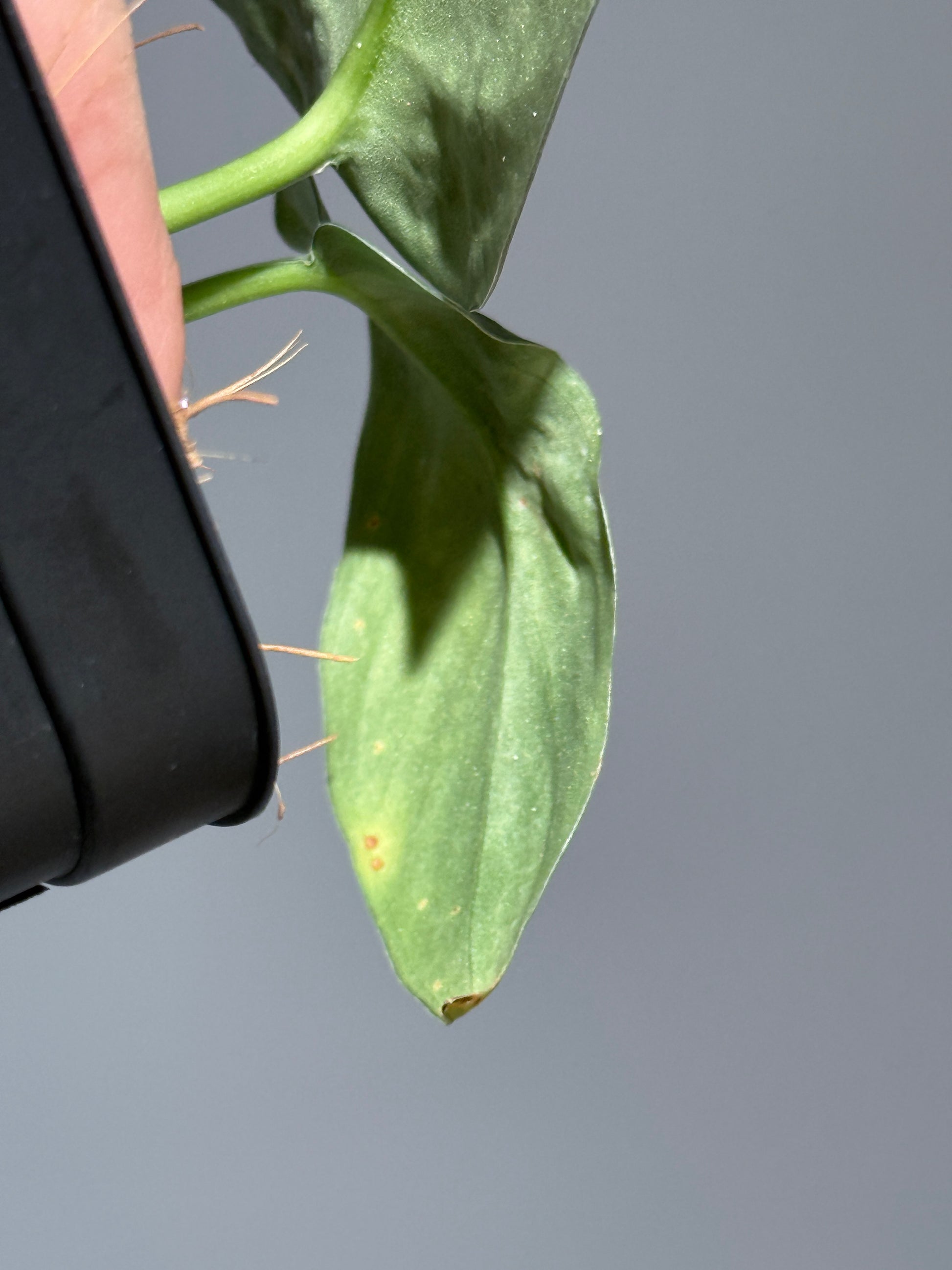 スキンダプサス  タトゥー / Scindapsus Tatoo (2)