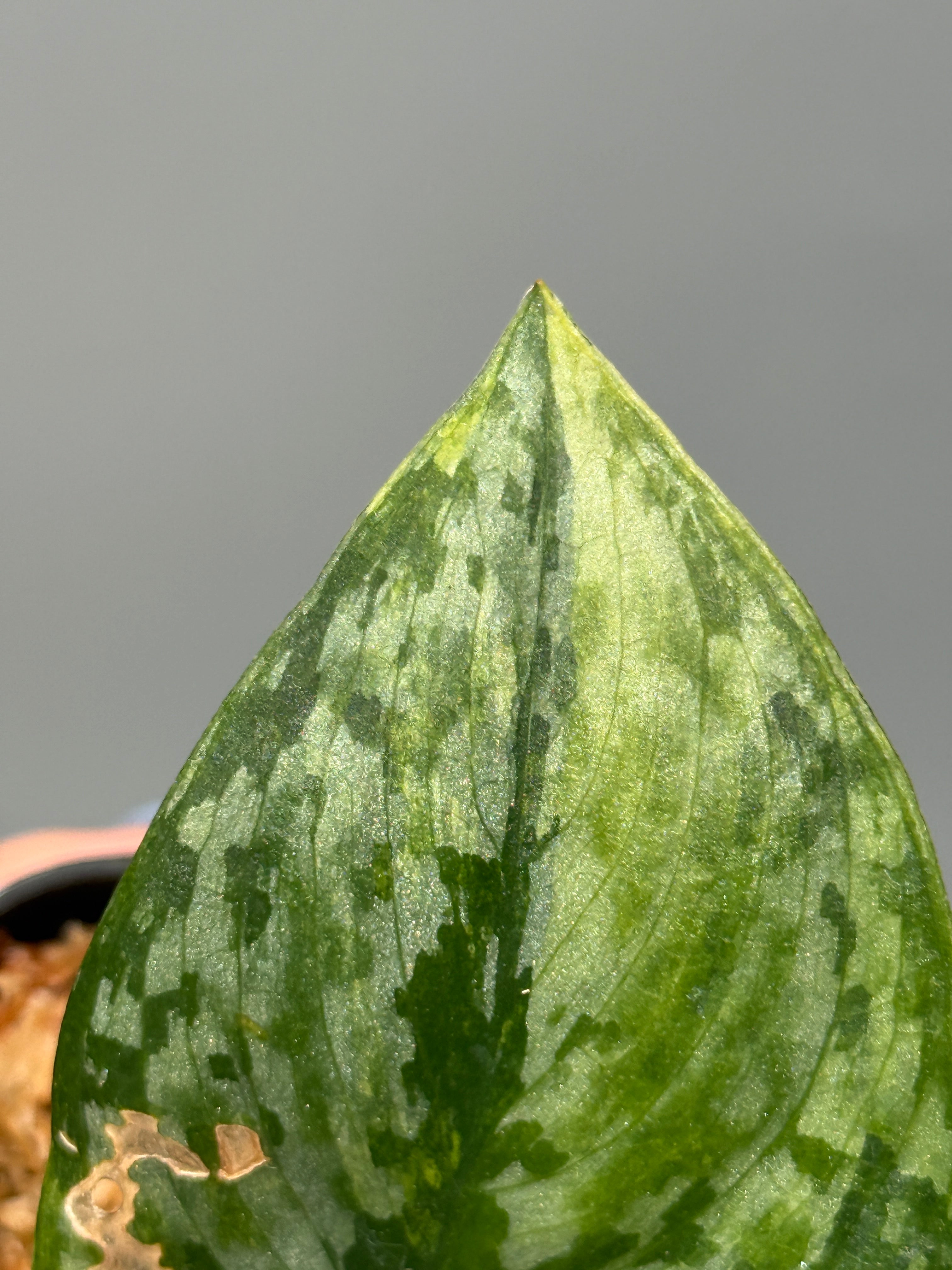 All Plants – Page 2 – Nakayama-Plants