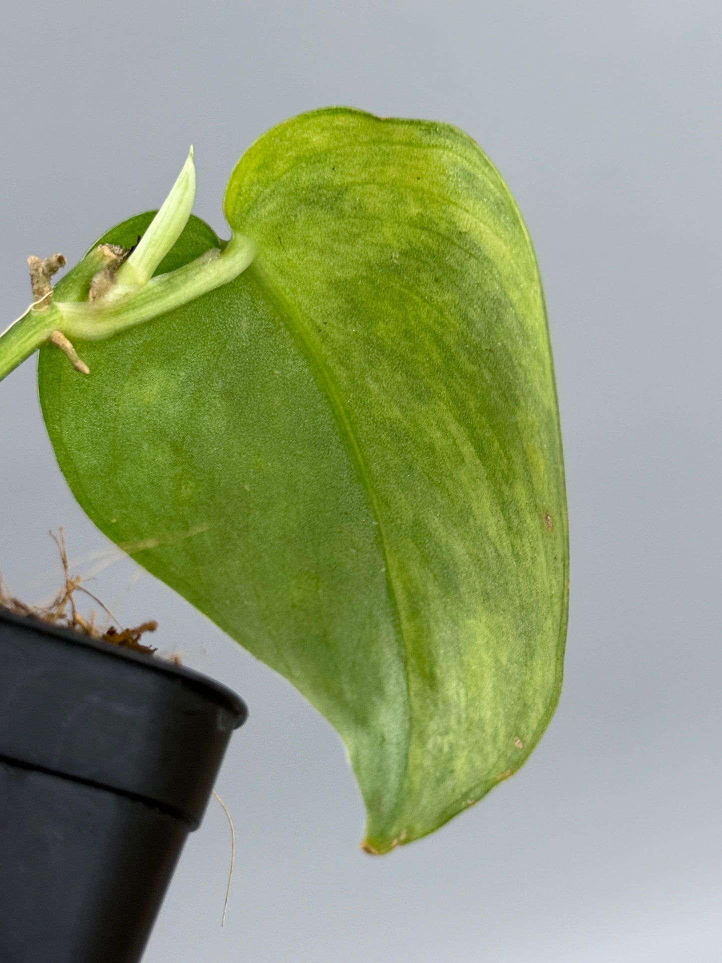 スキンダプサス ファンタジー / Scindapsus Fantasy (1)