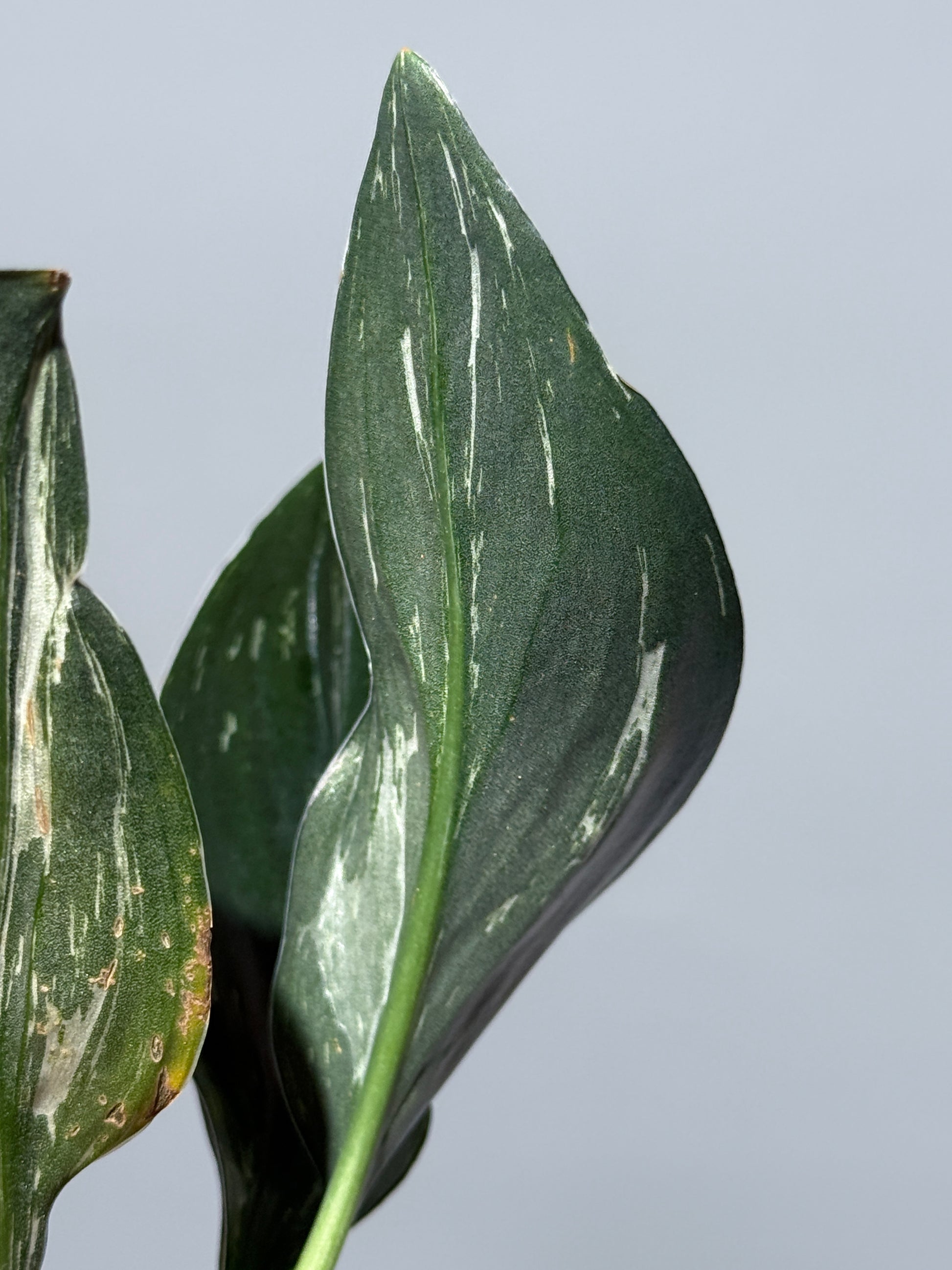 スキンダプサス トレビー ダークフォーム ミューテーション/Scindapsus Treubii darkform mutation (3)