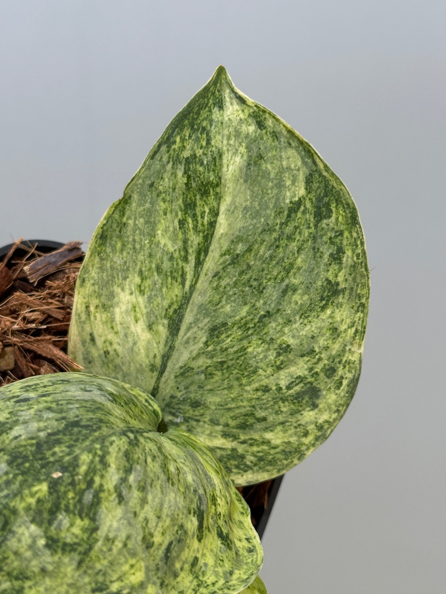 スキンダプサス テンバガ  / Scindapsus Tembaga (4)