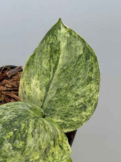 スキンダプサス テンバガ  / Scindapsus Tembaga (4)