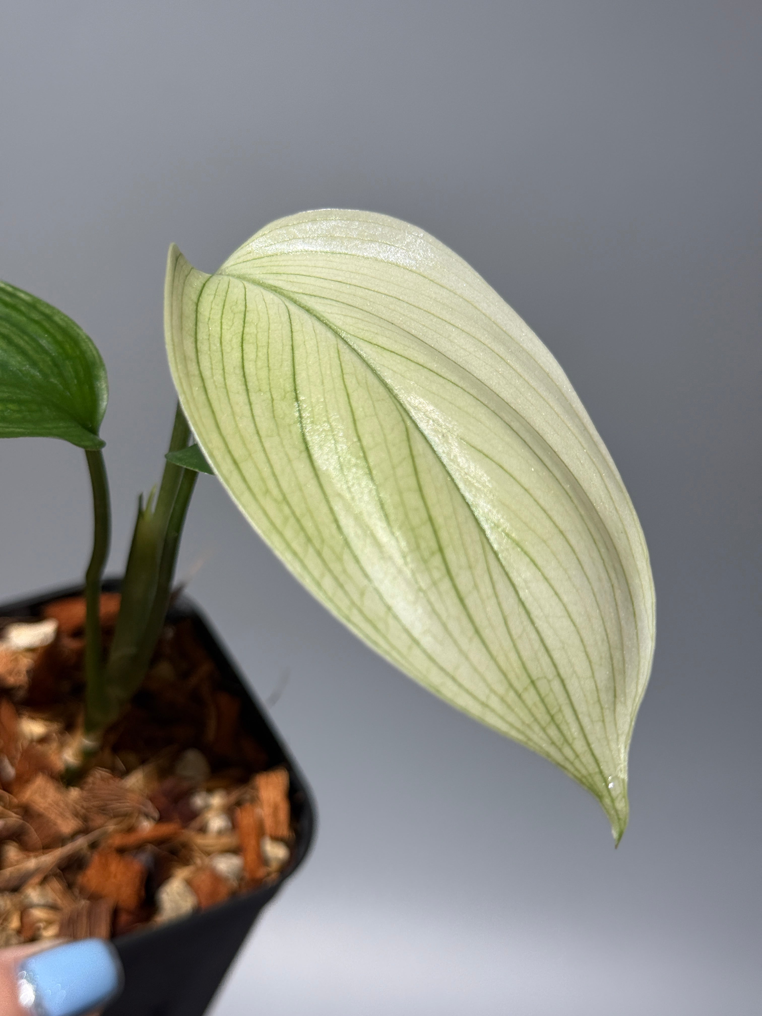 商品 – Page 3 – Nakayama-Plants