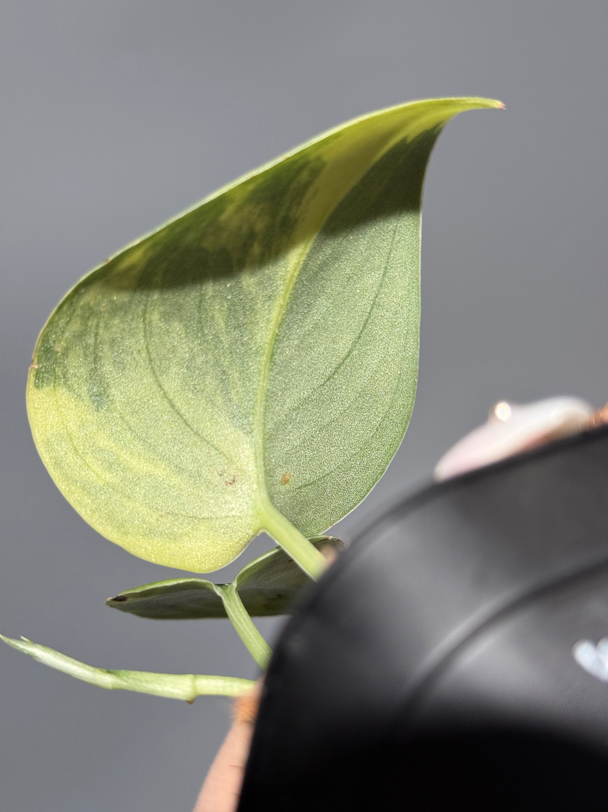 スキンダプサス グリーン ダイヤモンド / Scindapsus Green diamond (2)