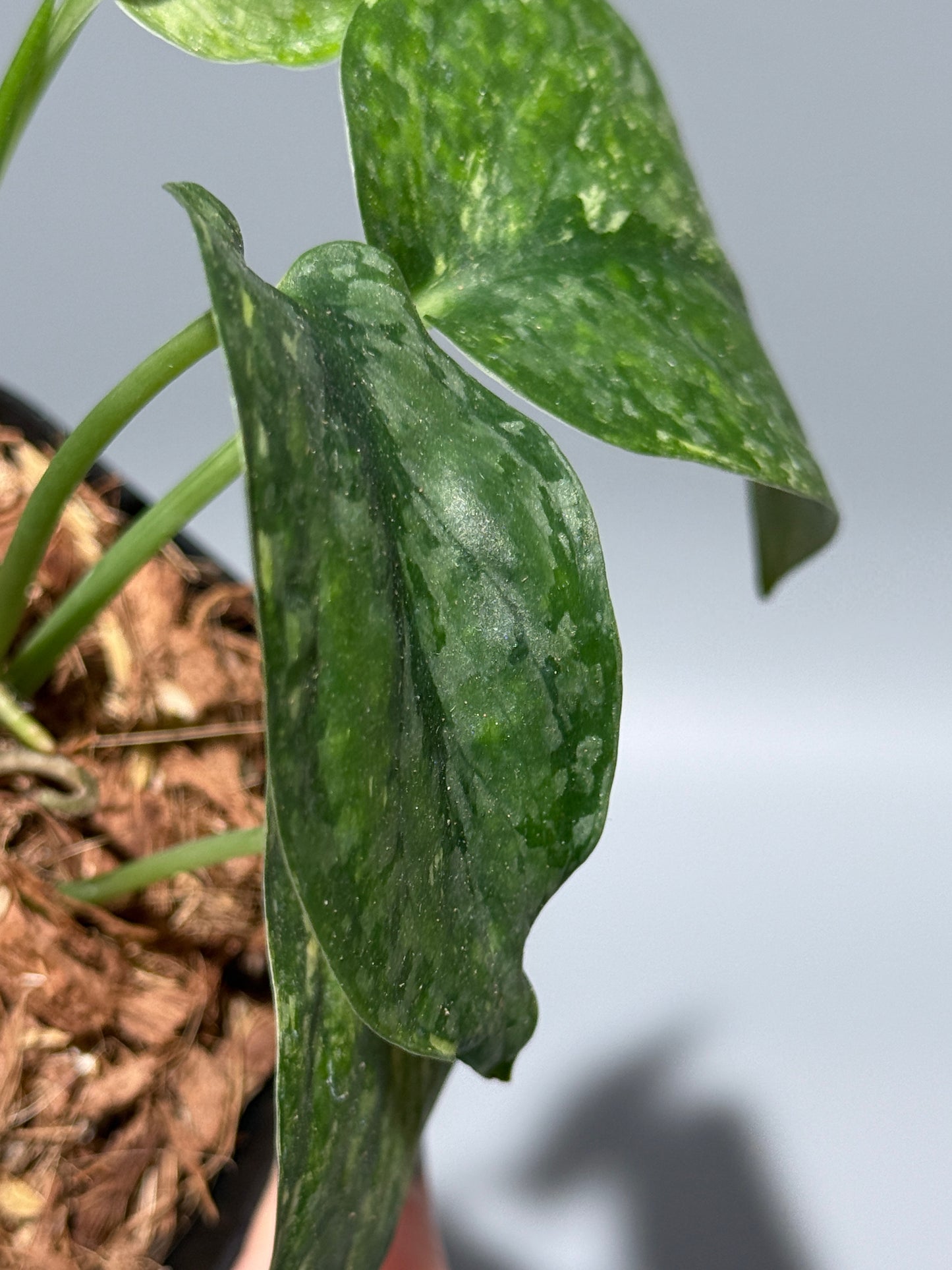 スキンダプサス レオパード / Scindapsus Leopard (2)