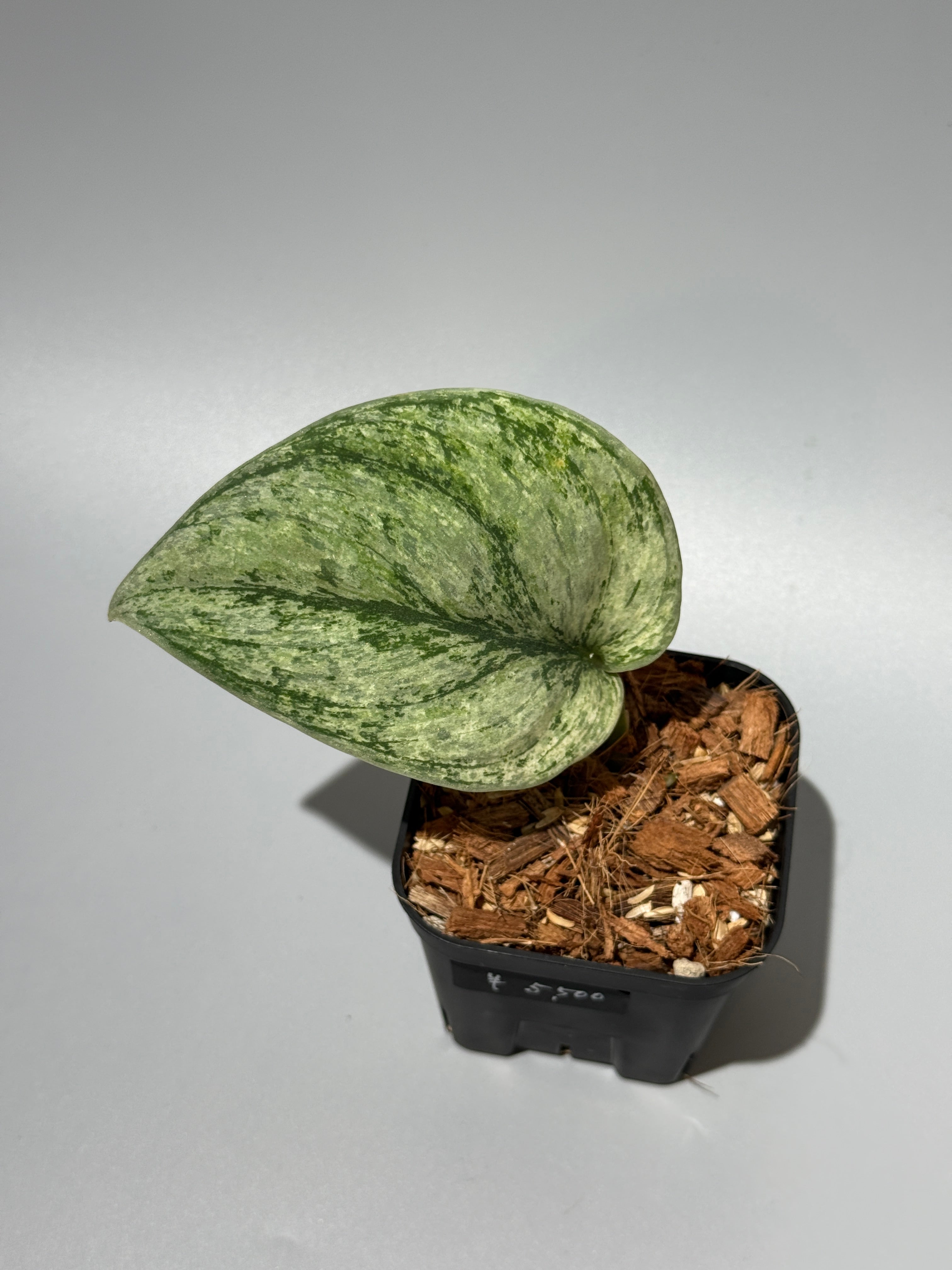 Scindapsus Python スキンダプサス　パイソン All Plants – Nakayama-Plants
