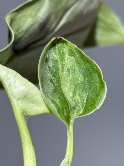 スキンダプサス シルバーナイト キサ / Scindapsus silverknight kisut (1)