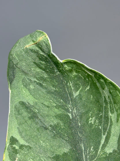 スキンダプサス シルバーナイト キサ / Scindapsus silverknight kisut (1)