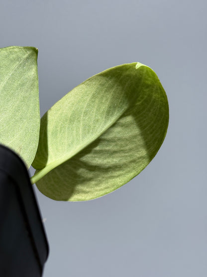 スキンダプサス ニルマラ / Scindapsus nirmala (2)