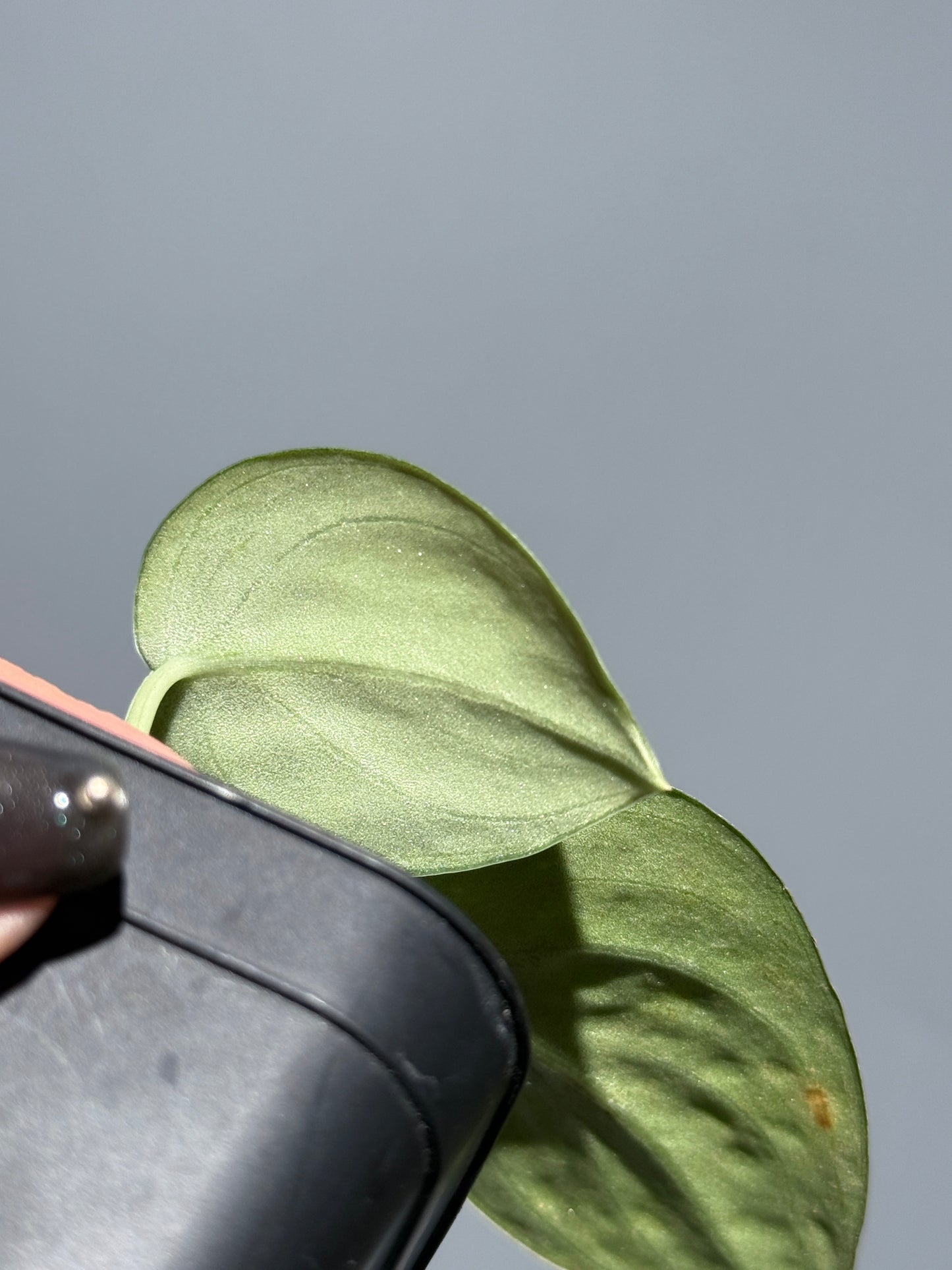 スキンダプサス ダーク トリカラー sp.ボルネオ / Scindapsus Dark tricolor sp.borneo (1)