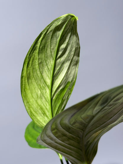 スキンダプサス ペラケンシス  / Scindapsus Perakensis (1)