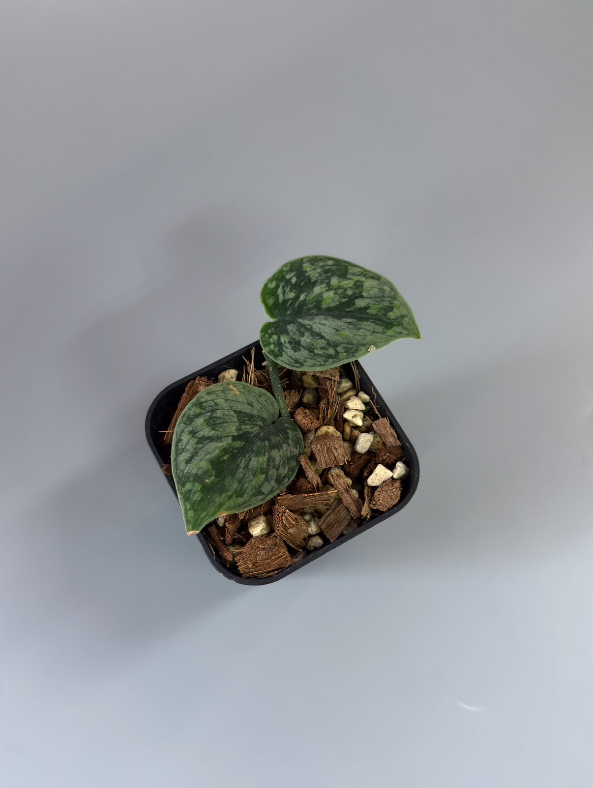 All Plants – Nakayama-Plants