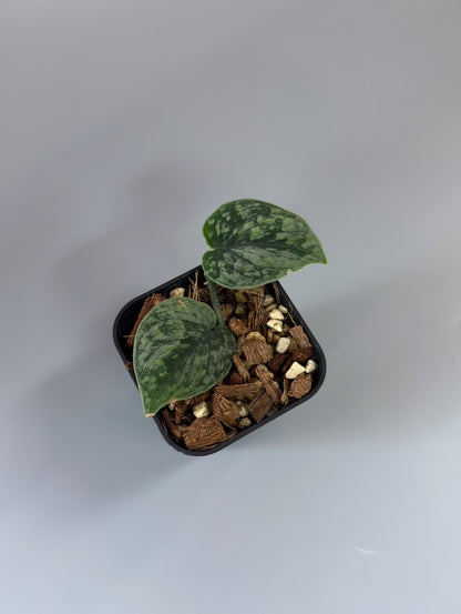 スキンダプサス スノーフレック ミューテーション  / Scindapsus snowfleck mutation (1)