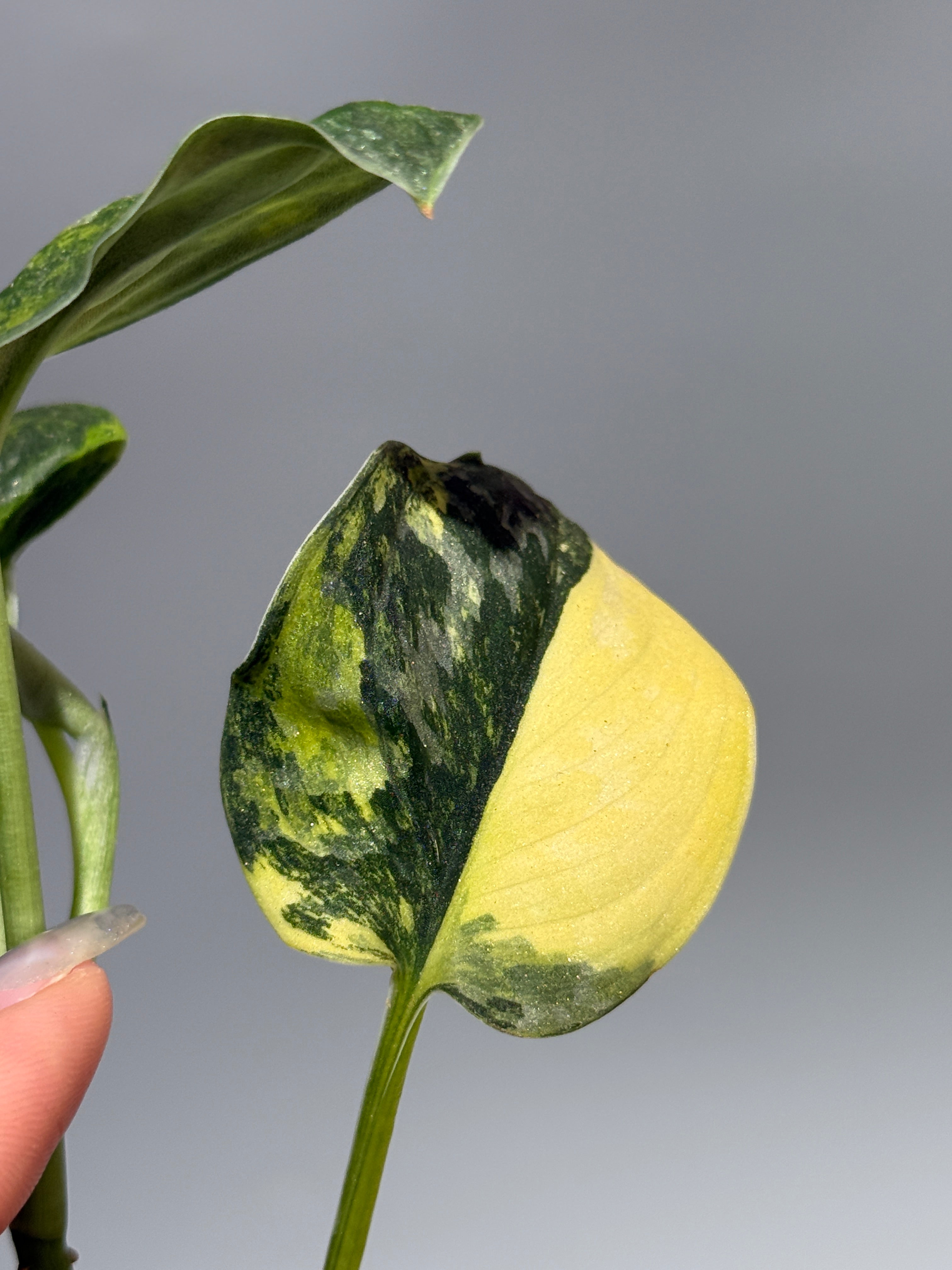 All Plants – Nakayama-Plants