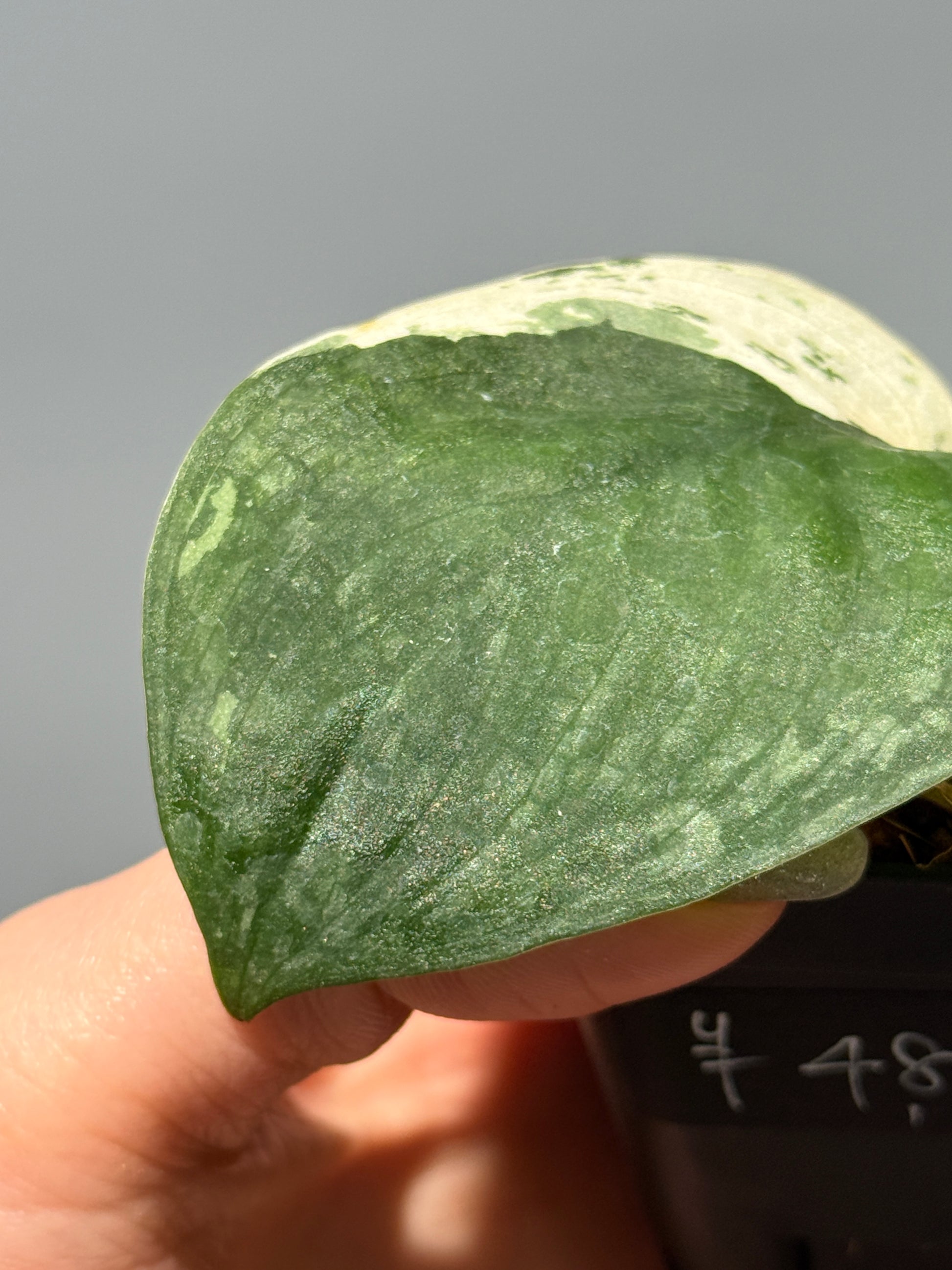 スキンダプサス サラマウント  / Scindapsus salamount   (1)