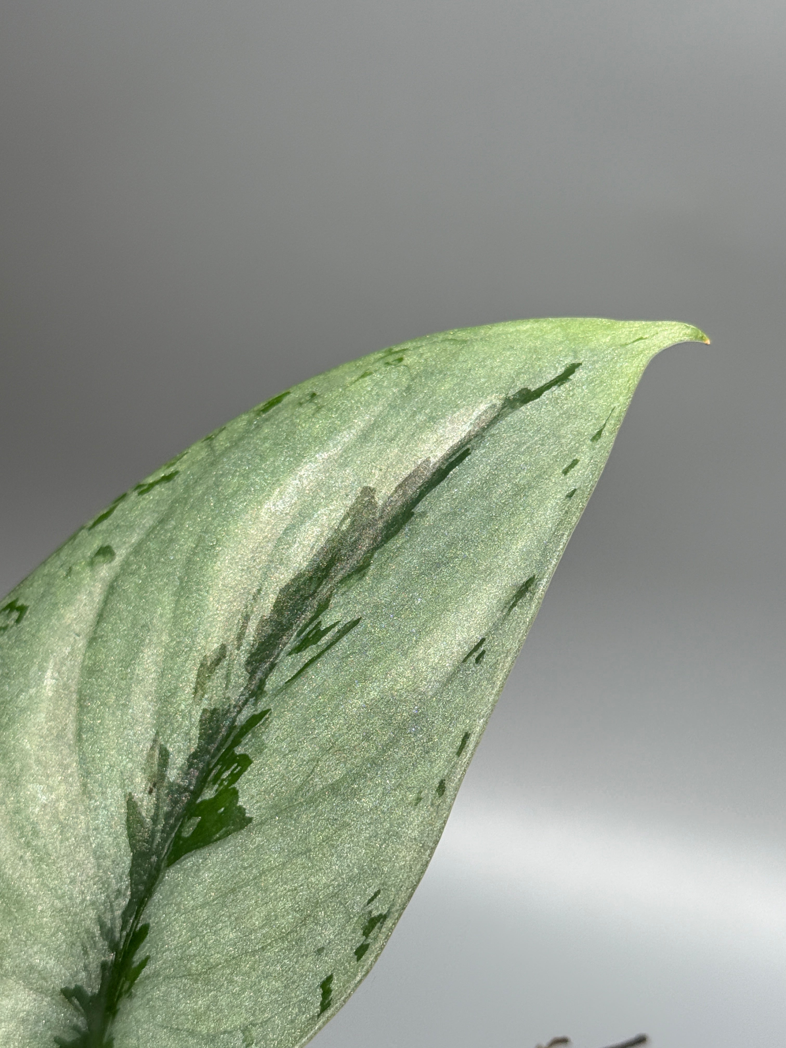 All Plants – Nakayama-Plants