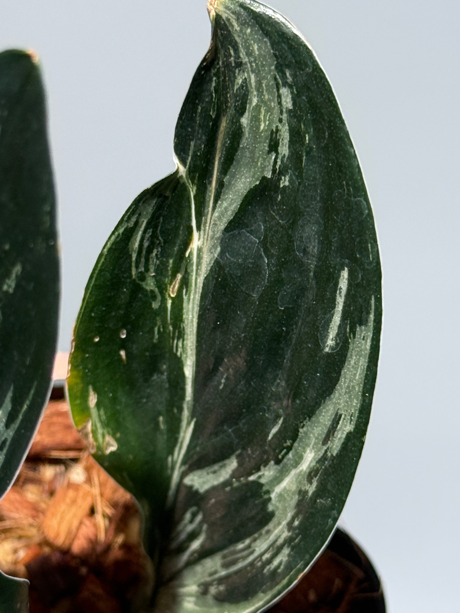 スキンダプサス トレビー ダークフォーム ミューテーション/Scindapsus Treubii darkform mutation (3)