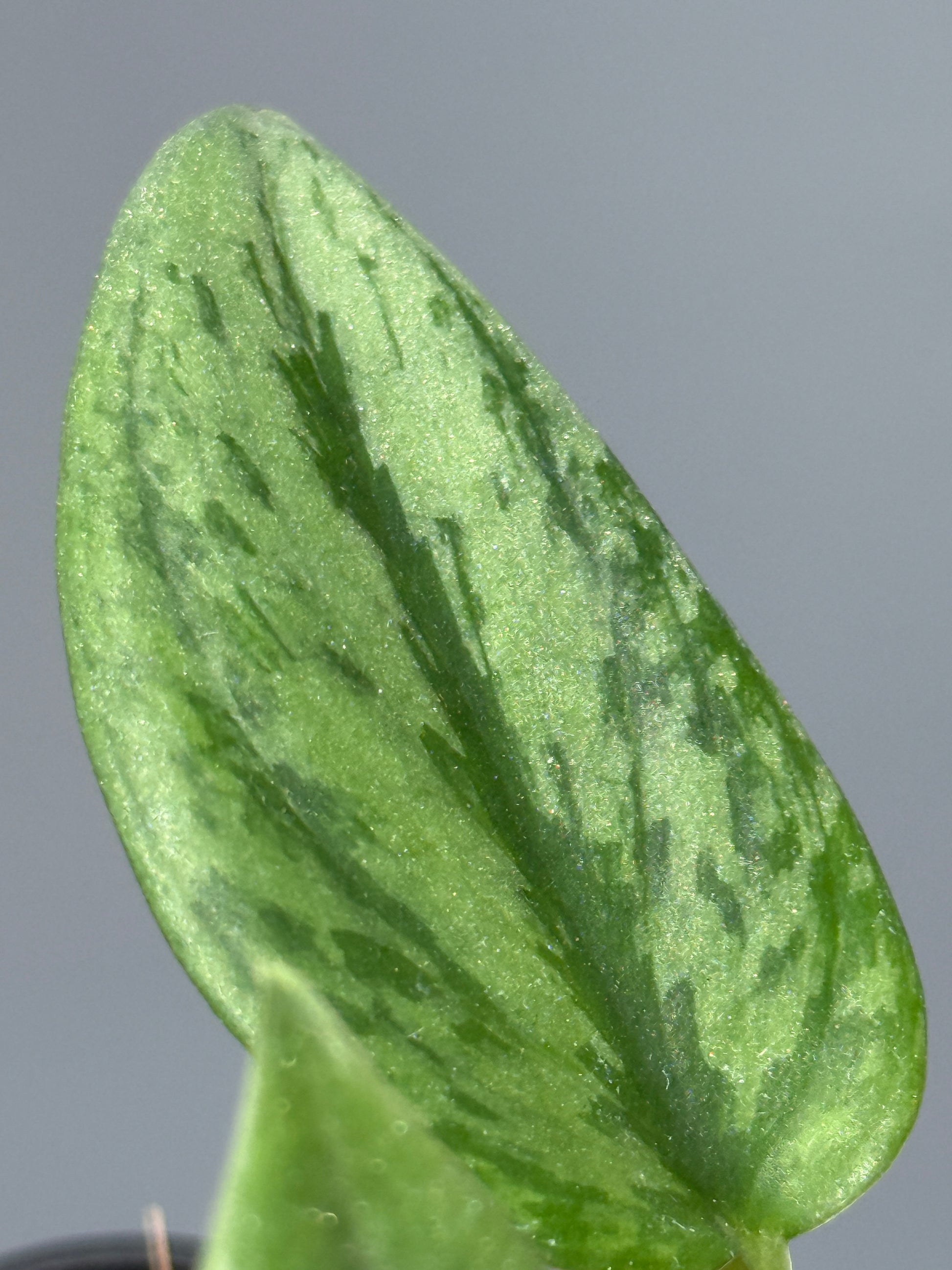 スキンダプサス グリーン アーミー / Scindapsus Green army (1)