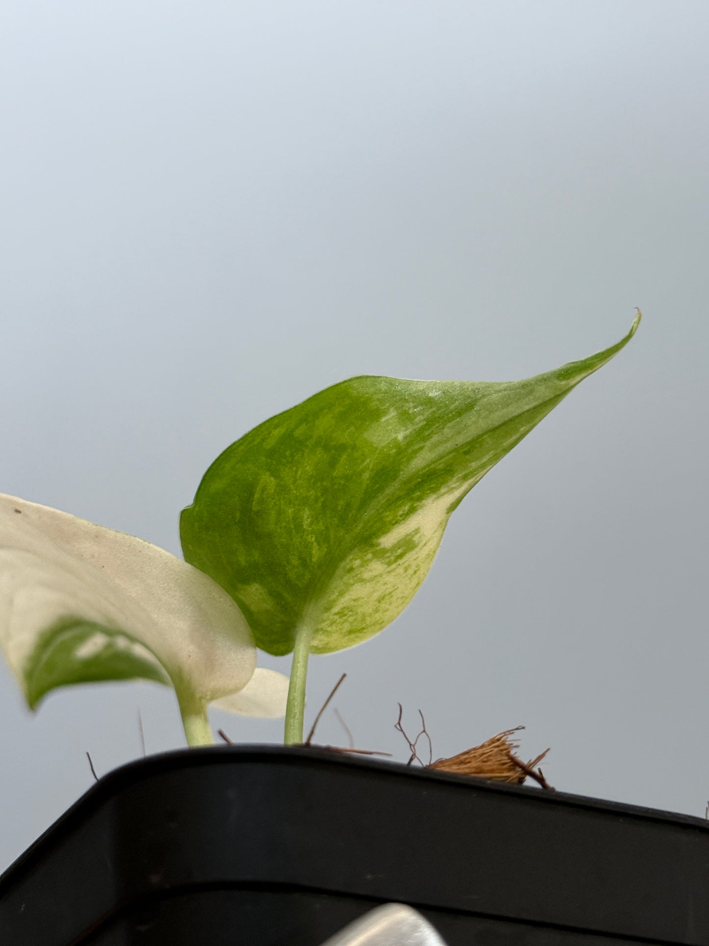 スキンダプサス マヤリ / Scindapsus mayari (4)