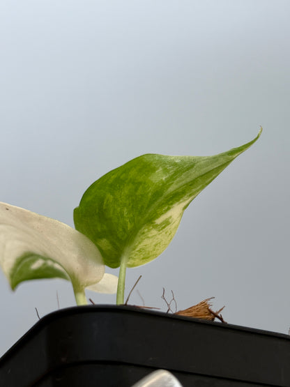 スキンダプサス マヤリ / Scindapsus mayari (4)