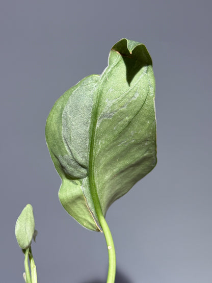 スキンダプサス シルバーナイト キサ / Scindapsus silverknight kisut (1)