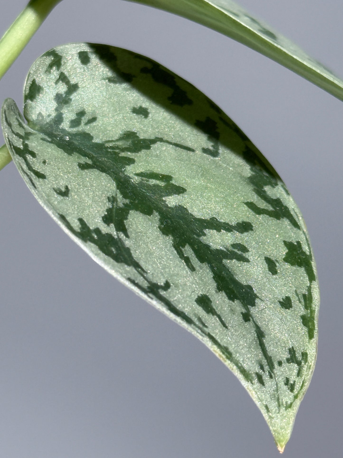 スキンダプサス シルバーレディ / Scindapsus silver lady (3)