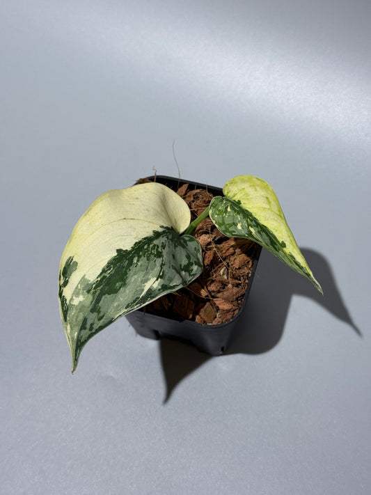 スキンダプサス マリポーサ / Scindapsus Mariposa(2)