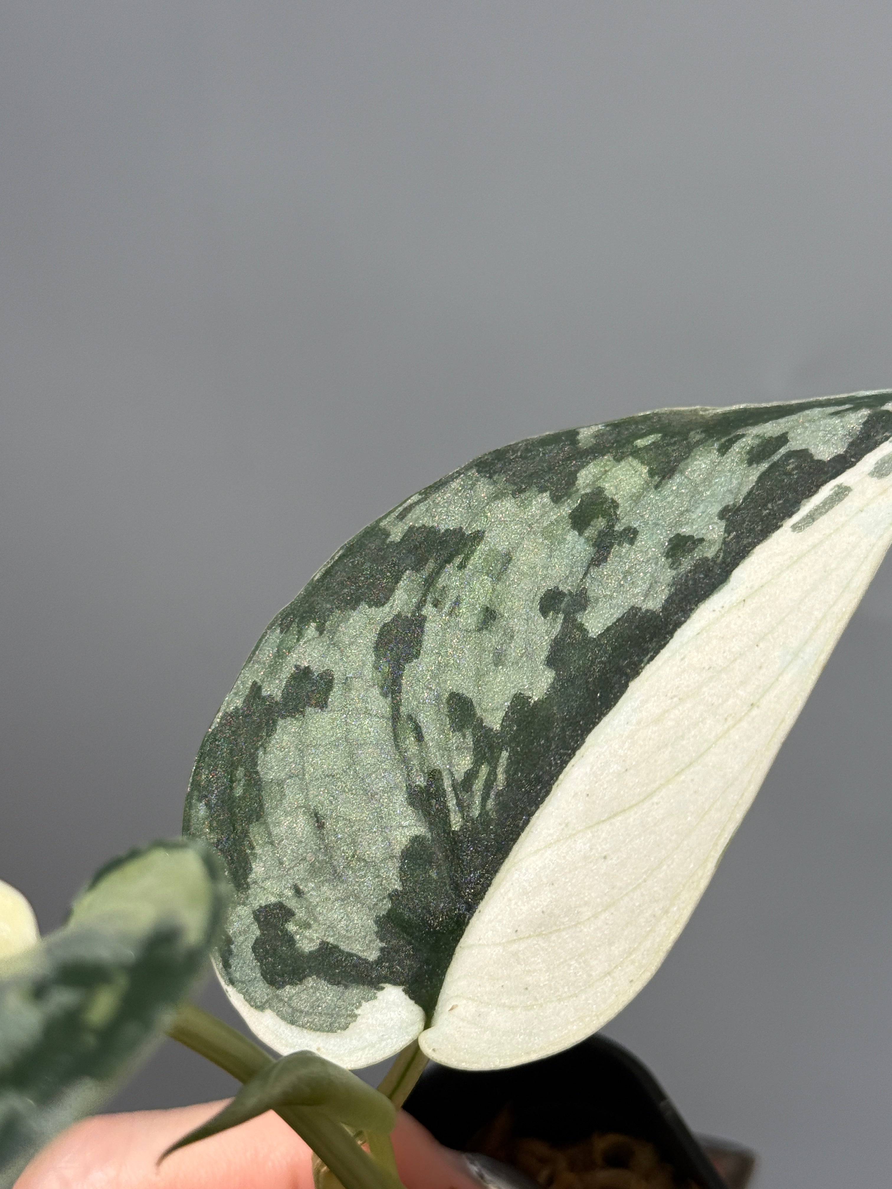 All Plants – Nakayama-Plants