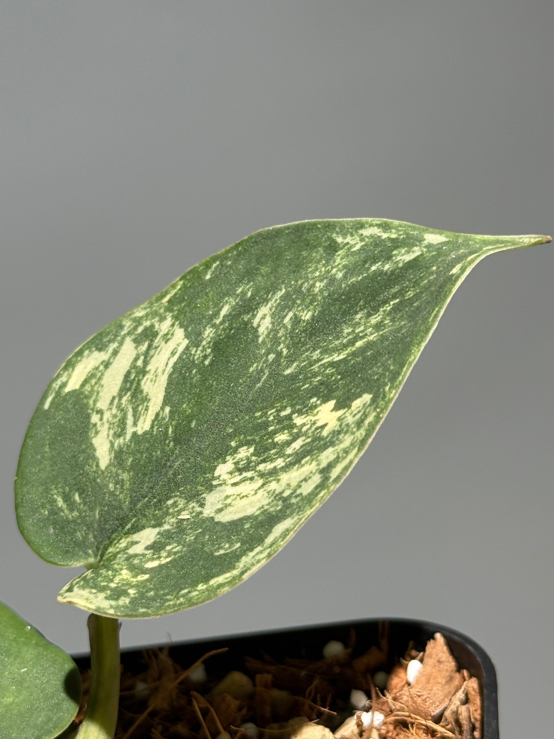 スキンダプサス メラカイ / Scindapsus Merakai (1)