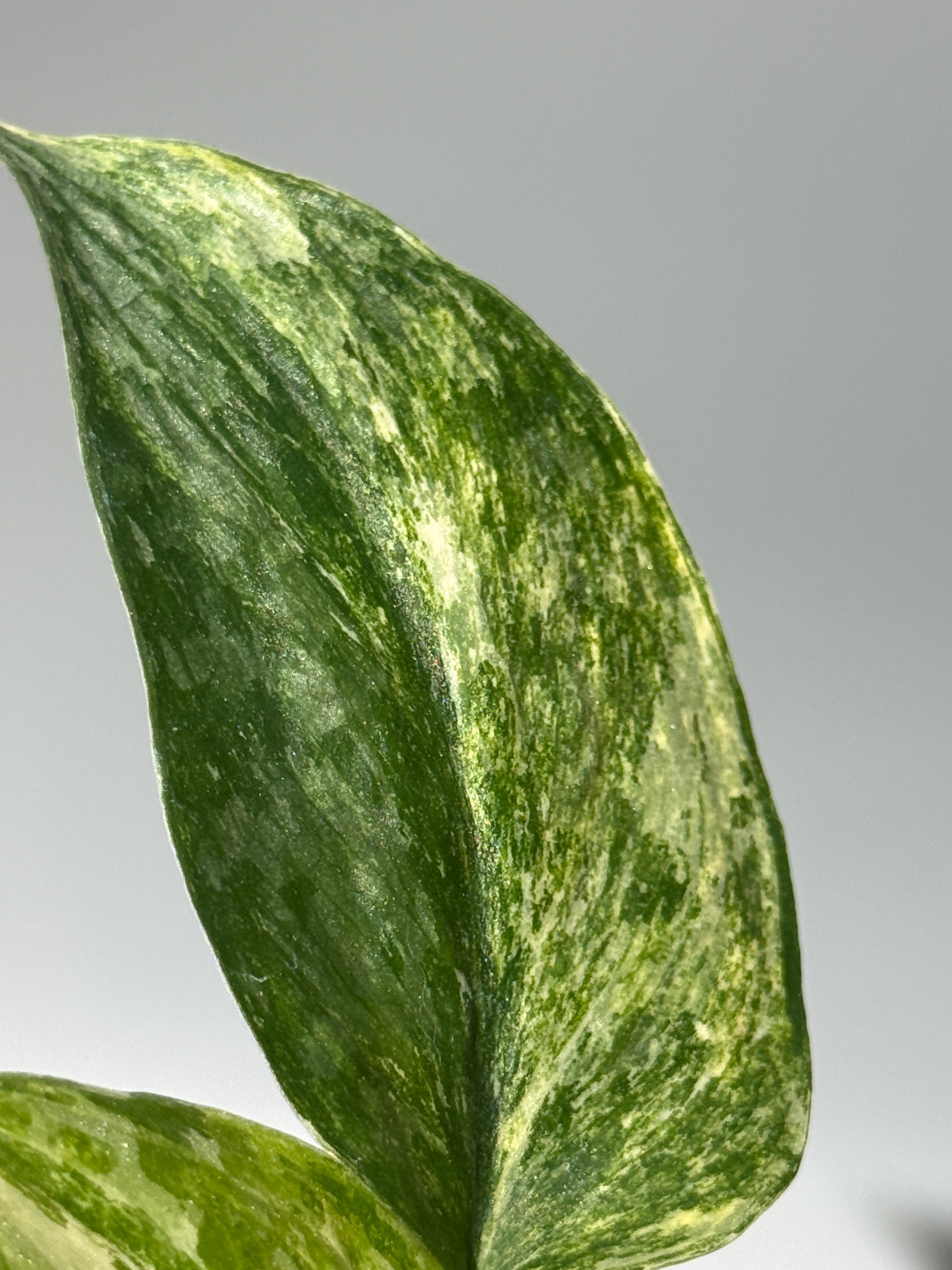 スキンダプサス エキゾチカ カーリー トリカラー  / Scindapsus Exotica curly toricolor (1)