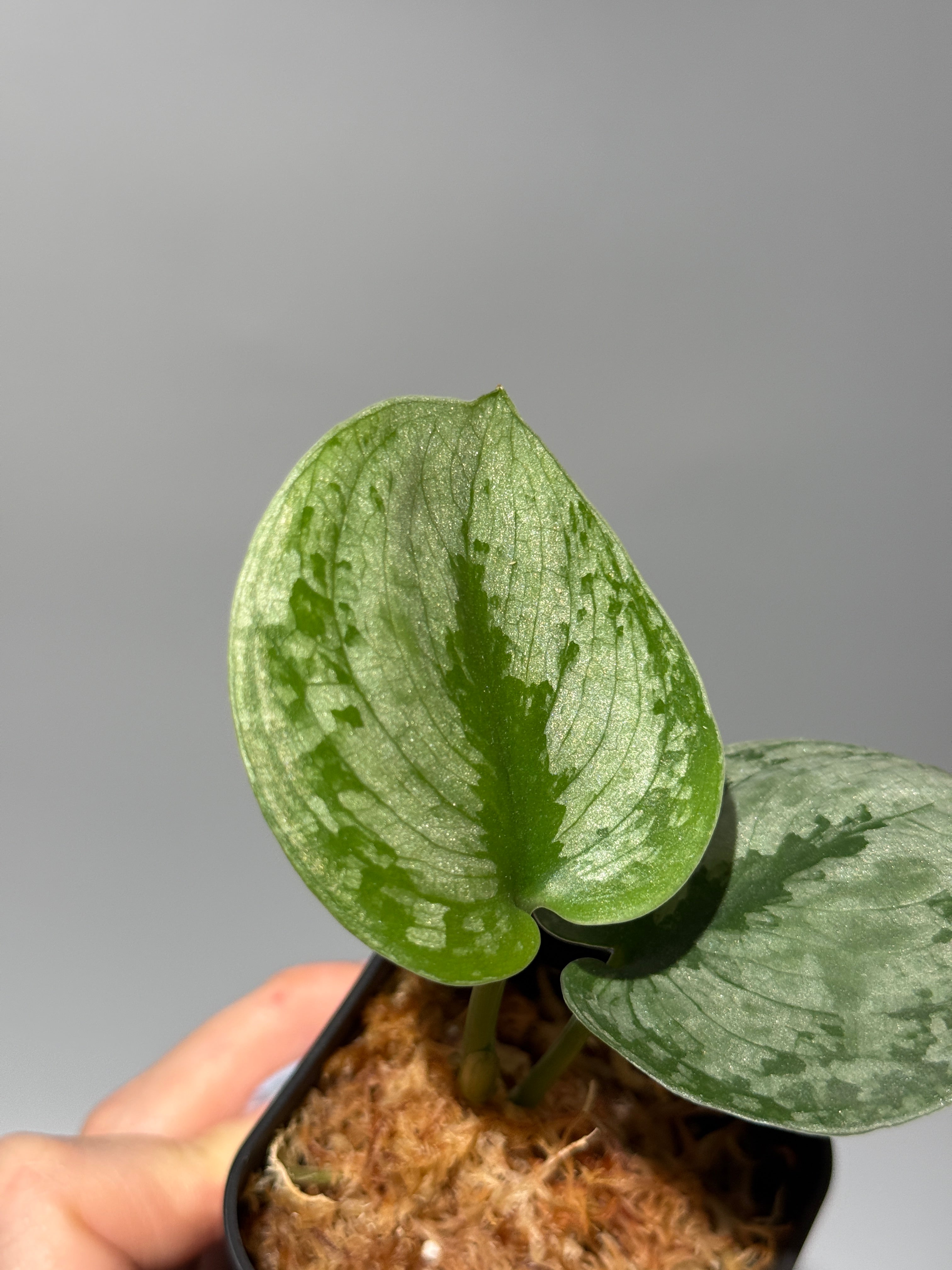 All Plants – Nakayama-Plants