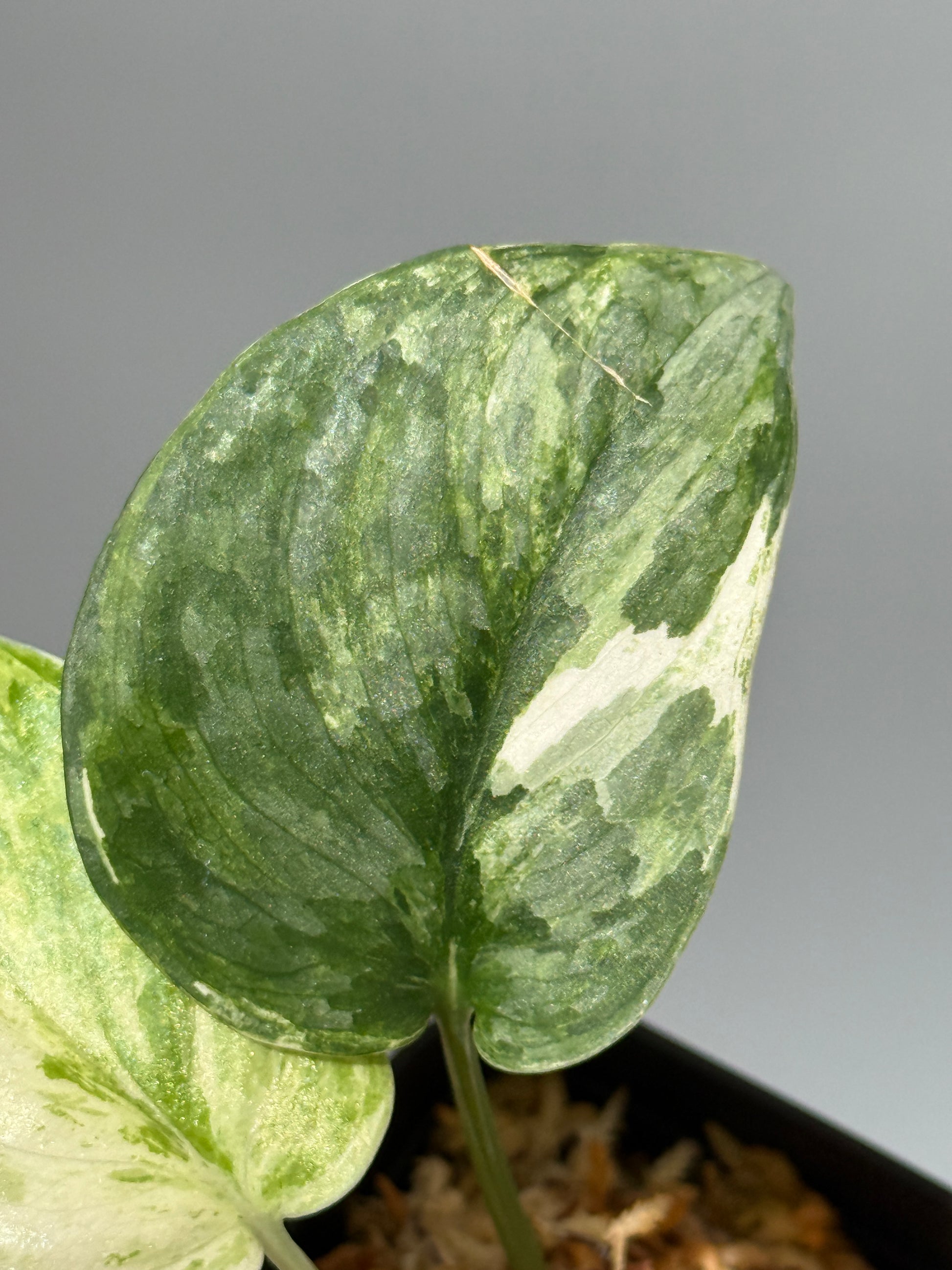 スキンダプサス ブルークラウド トリカラー / Scindapsus Exotica cloud tricolor (1)