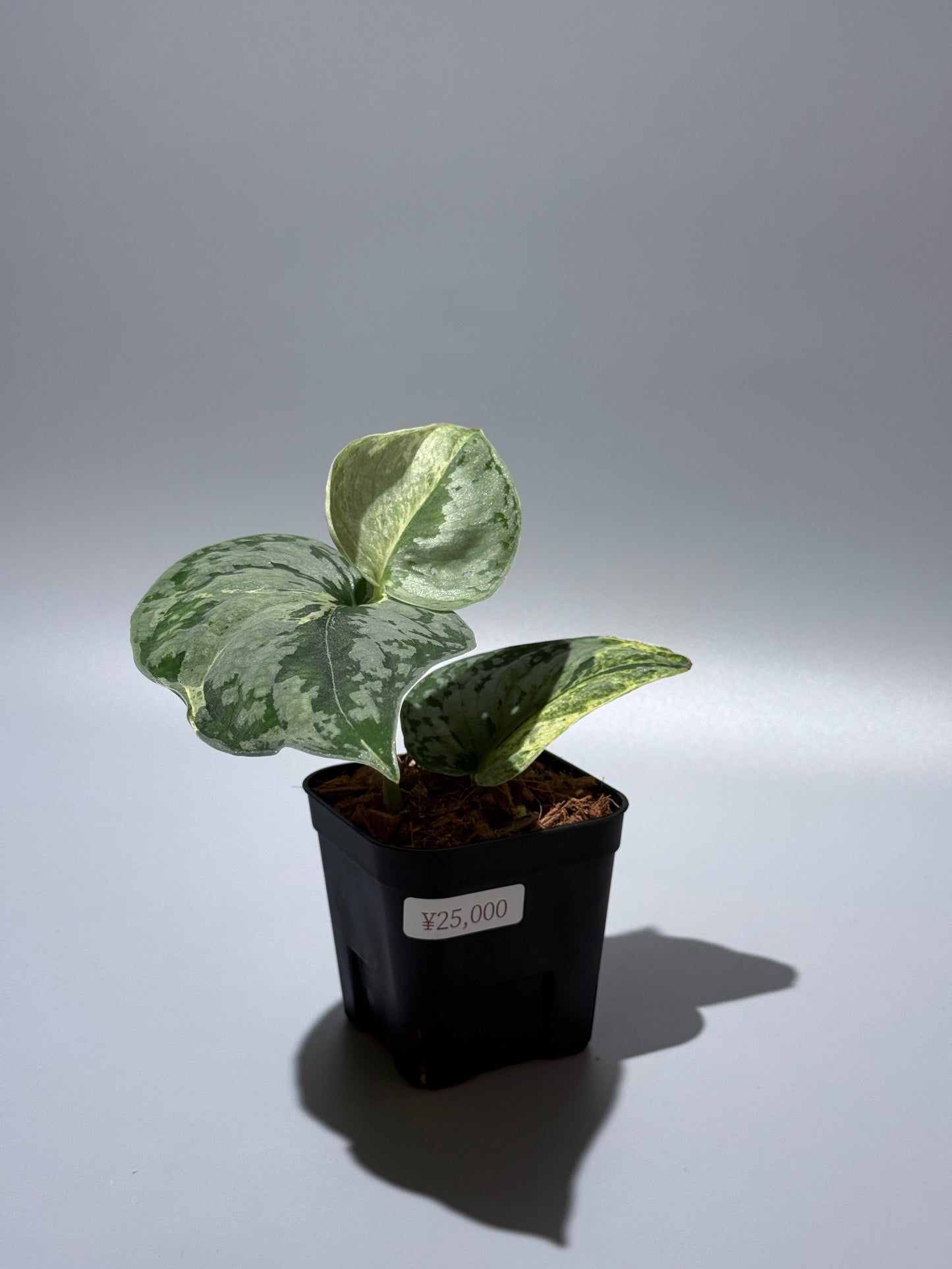 スキンダプサス スーパームーン チリン / Scindapsus Supermoon tilung (1)