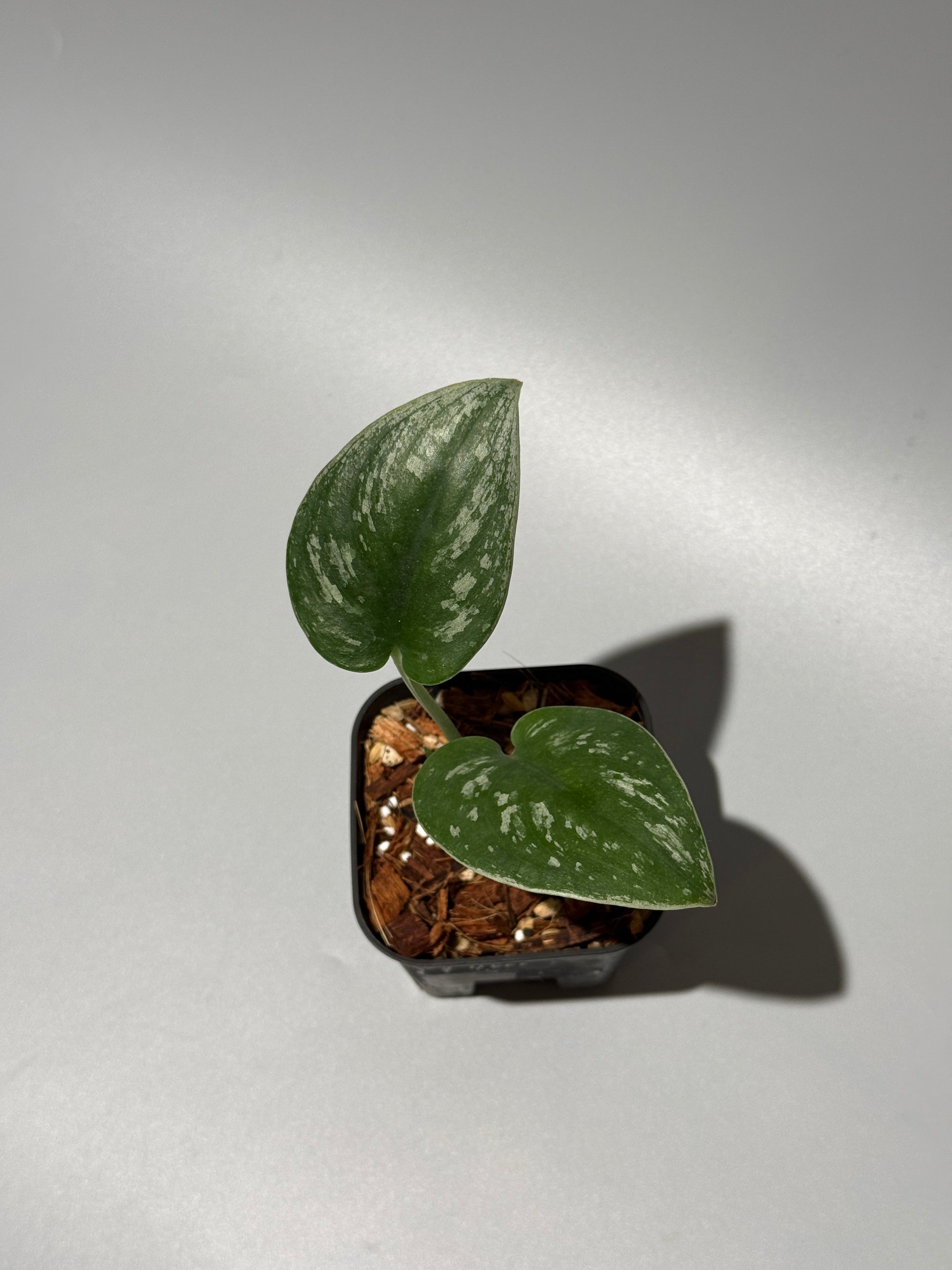 スキンダプサス  Sp.カリマンタン / Scindapsus Sp.Kalimantan (2)