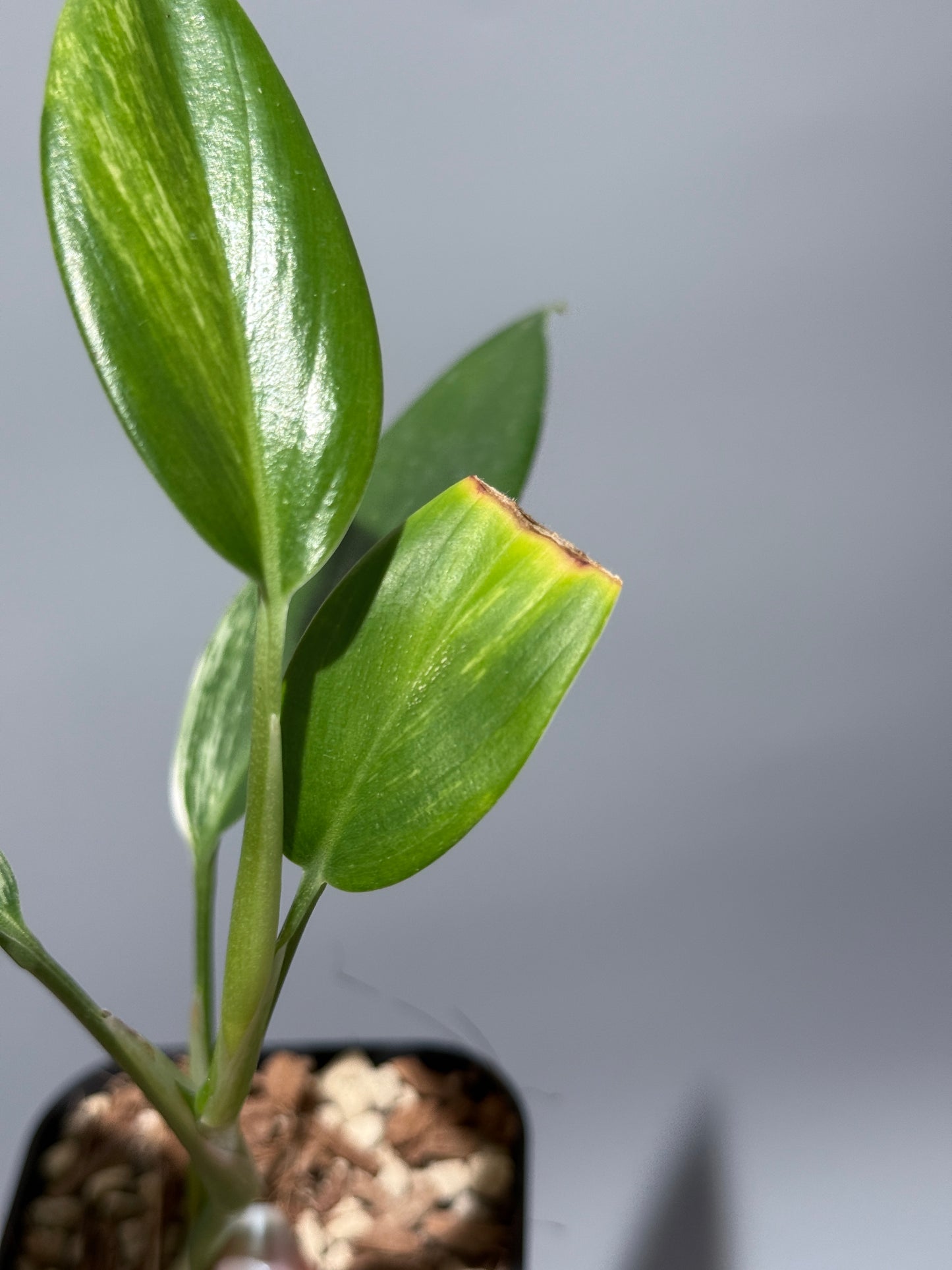 スキンダプサス コリアセウス アルボ / Scindapsus coriaceus albo (1)