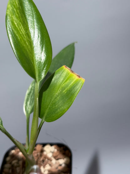 スキンダプサス コリアセウス アルボ / Scindapsus coriaceus albo (1)