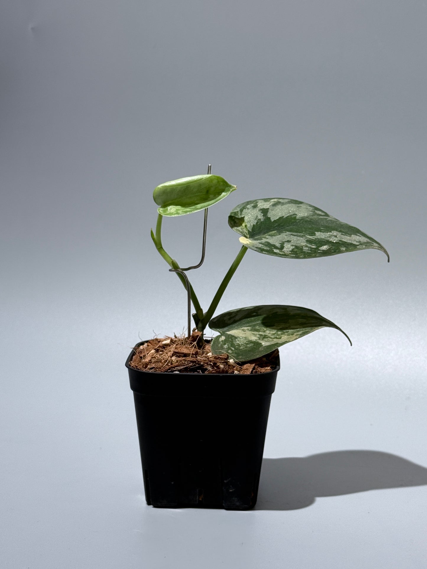 スキンダプサス バクダパティ / Scindapsus bakudapati (1)