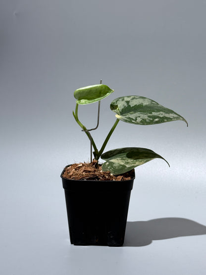 スキンダプサス バクダパティ / Scindapsus bakudapati (1)