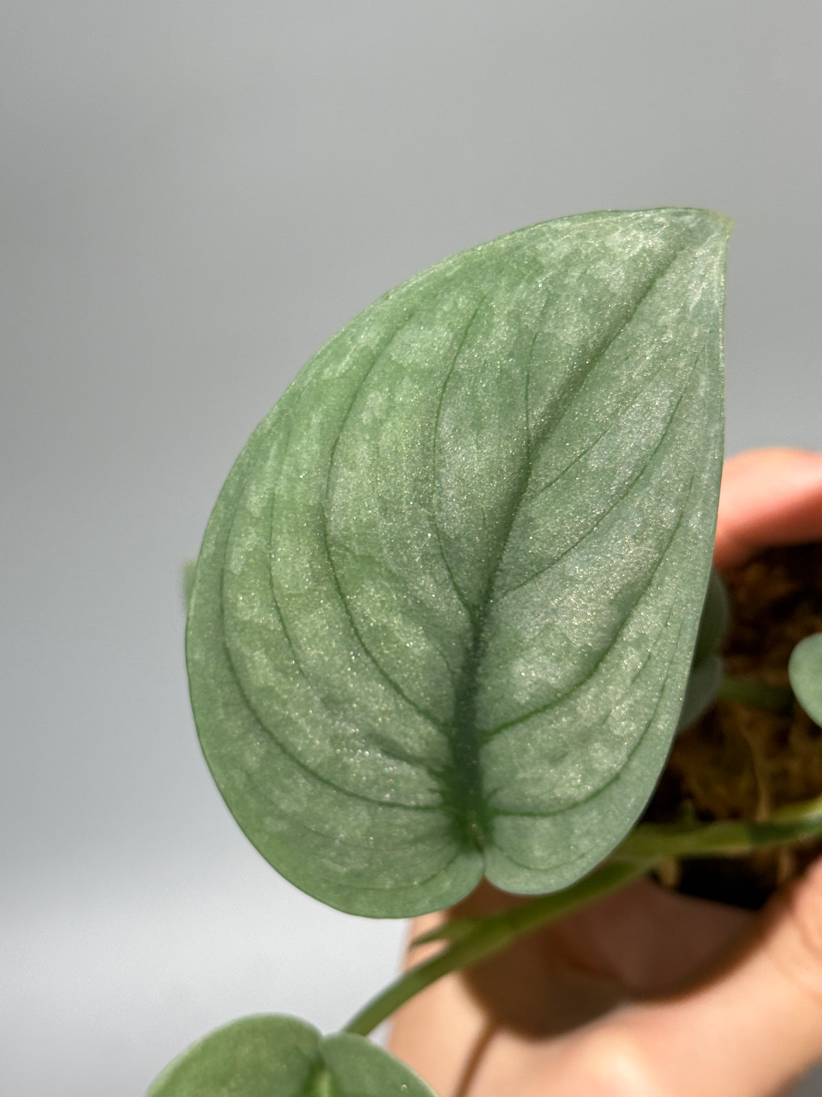 スキンダプサス グリーンベイン / Scindapsus Green vein (1)