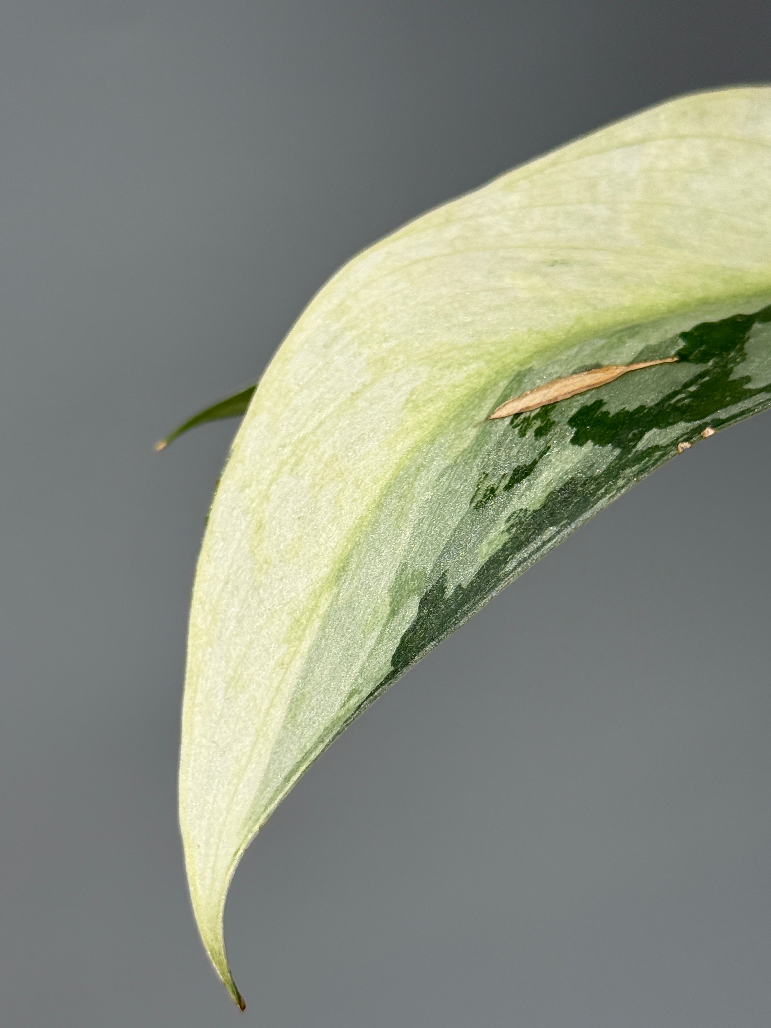 スキンダプサス ラカンビニ / Scindapsus Lakambini (1) – Nakayama-Plants