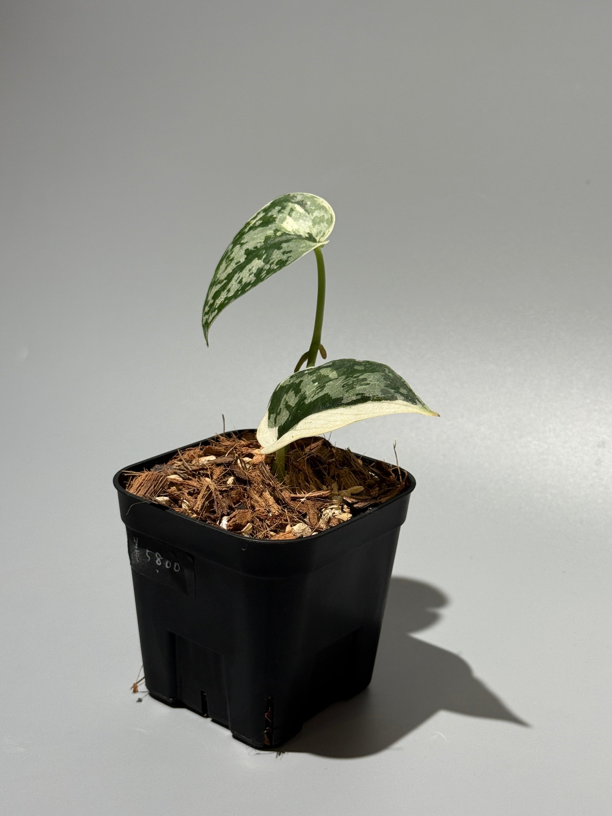 スキンダプサス マヤリ / Scindapsus mayari (1)