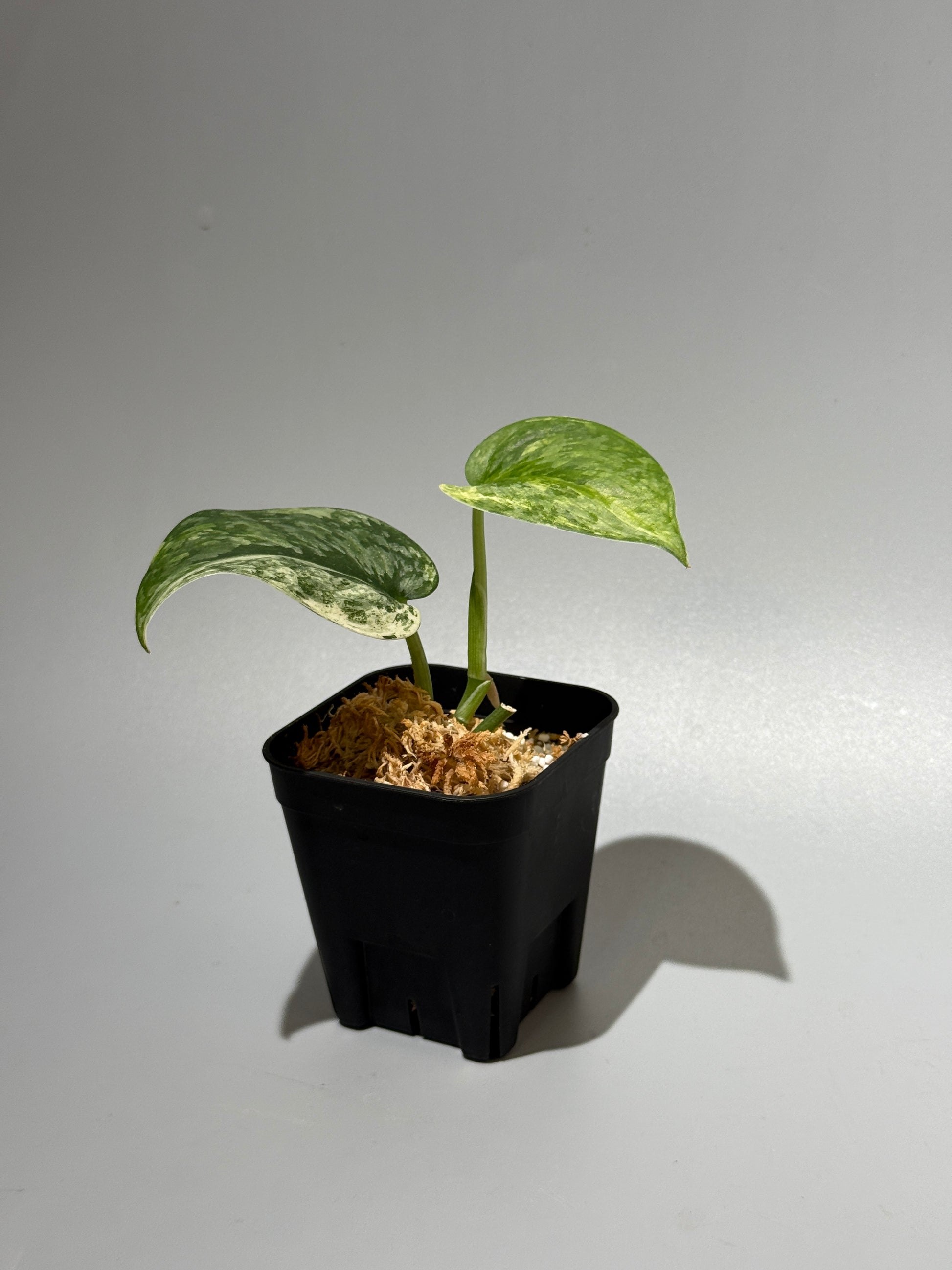 スキンダプサス エキゾチカ サラカ トリカラー  / Scindapsus Exotica salaka toricolor (1)