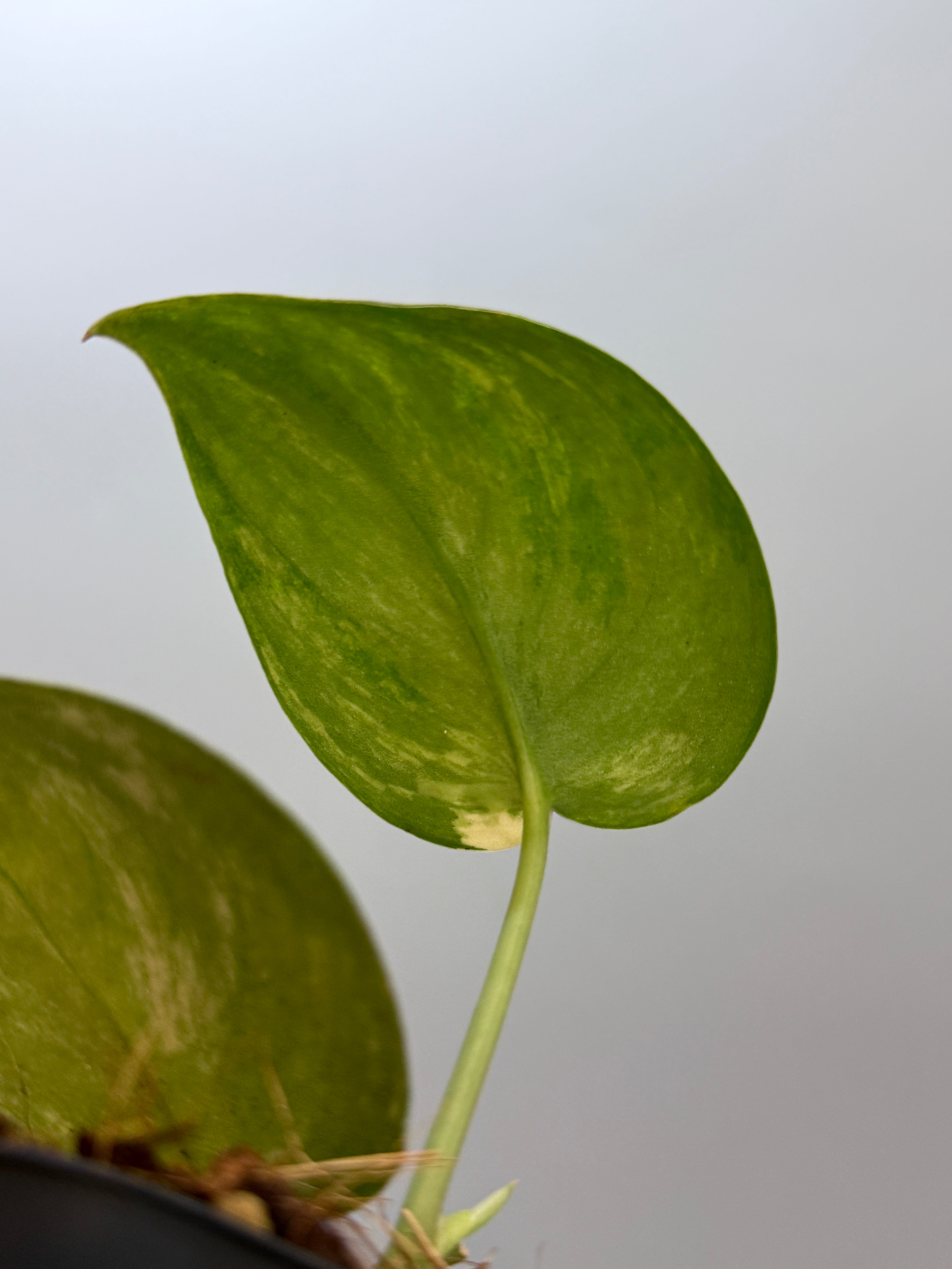 スキンダプサス バクダパティ / Scindapsus bakudapati (6) – Nakayama