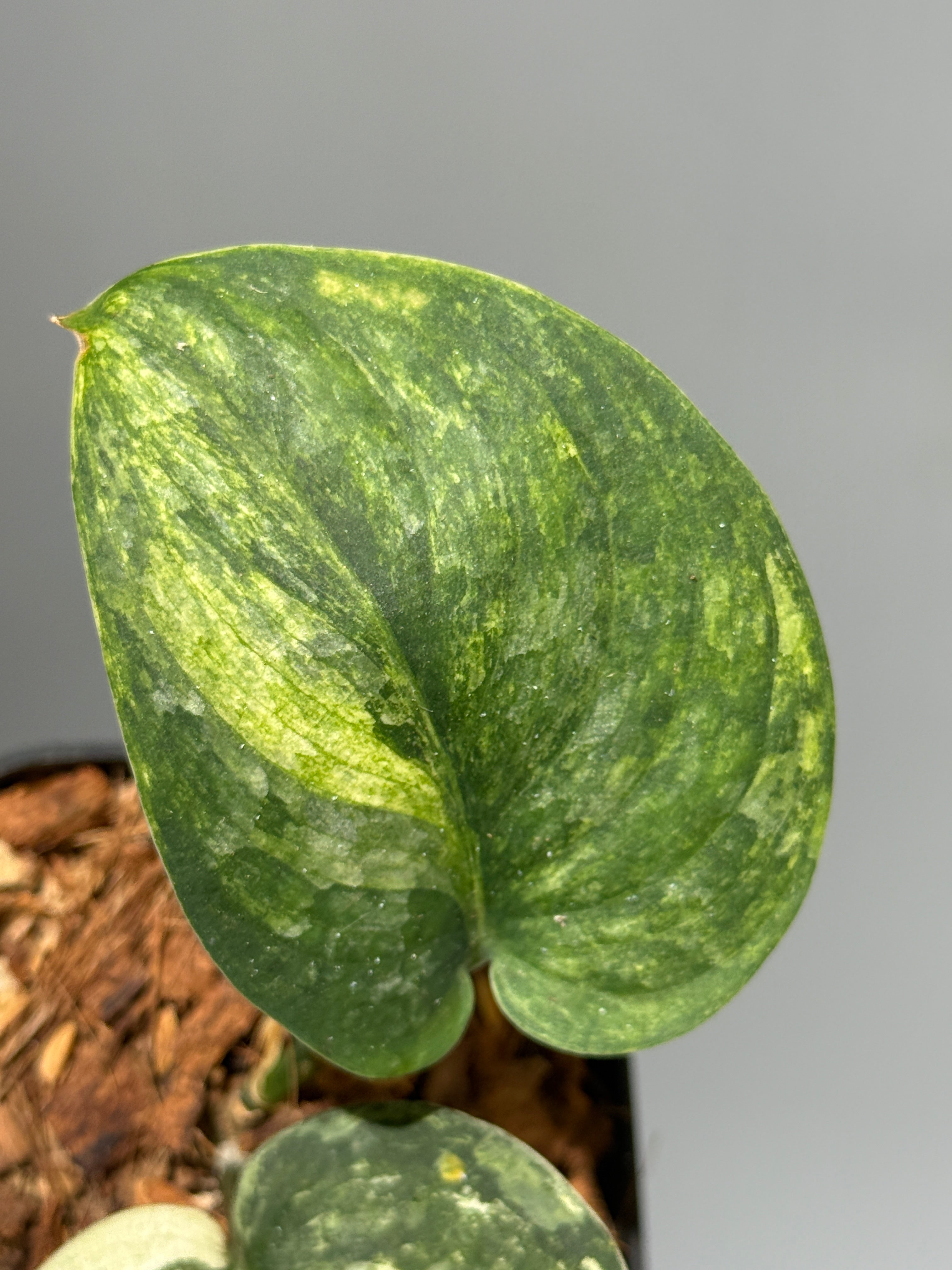 All Plants – Nakayama-Plants
