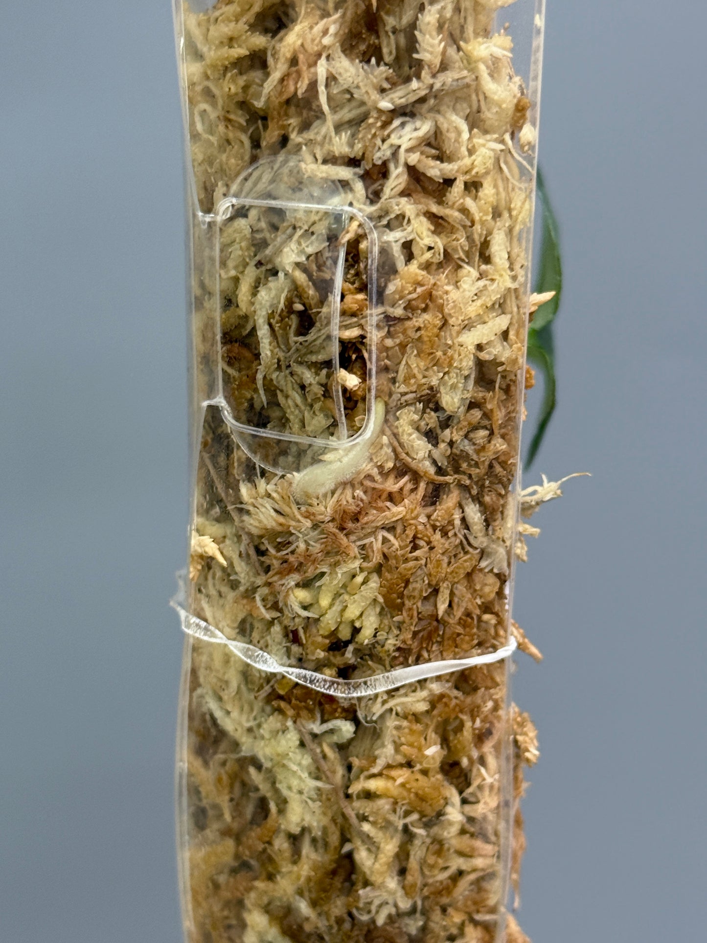 スキンダプサス ダークプリンセス / Scindapsus Dark princess (1)