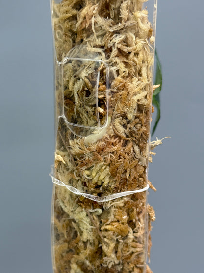 スキンダプサス ダークプリンセス / Scindapsus Dark princess (1)