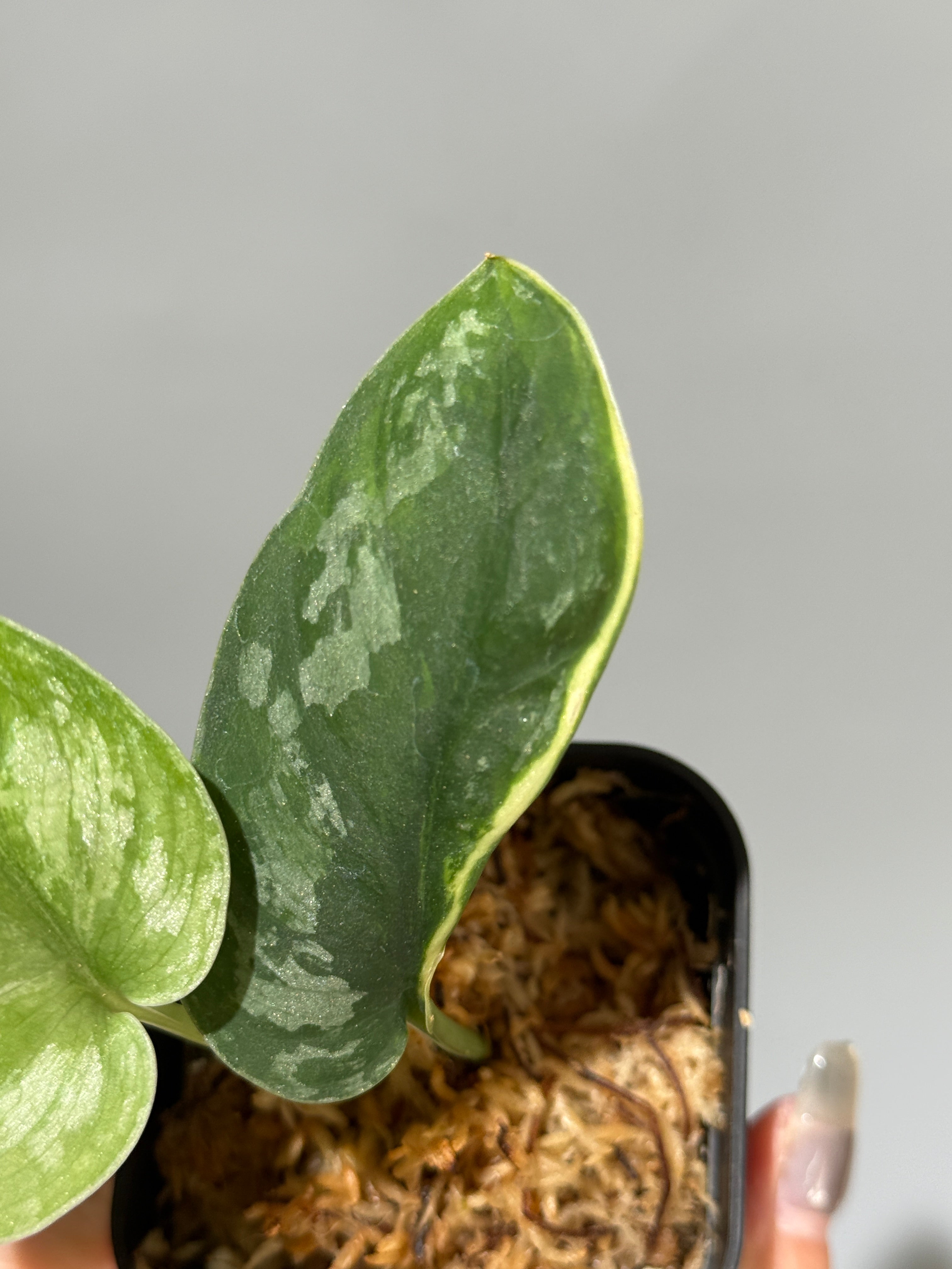 All Plants – Page 2 – Nakayama-Plants